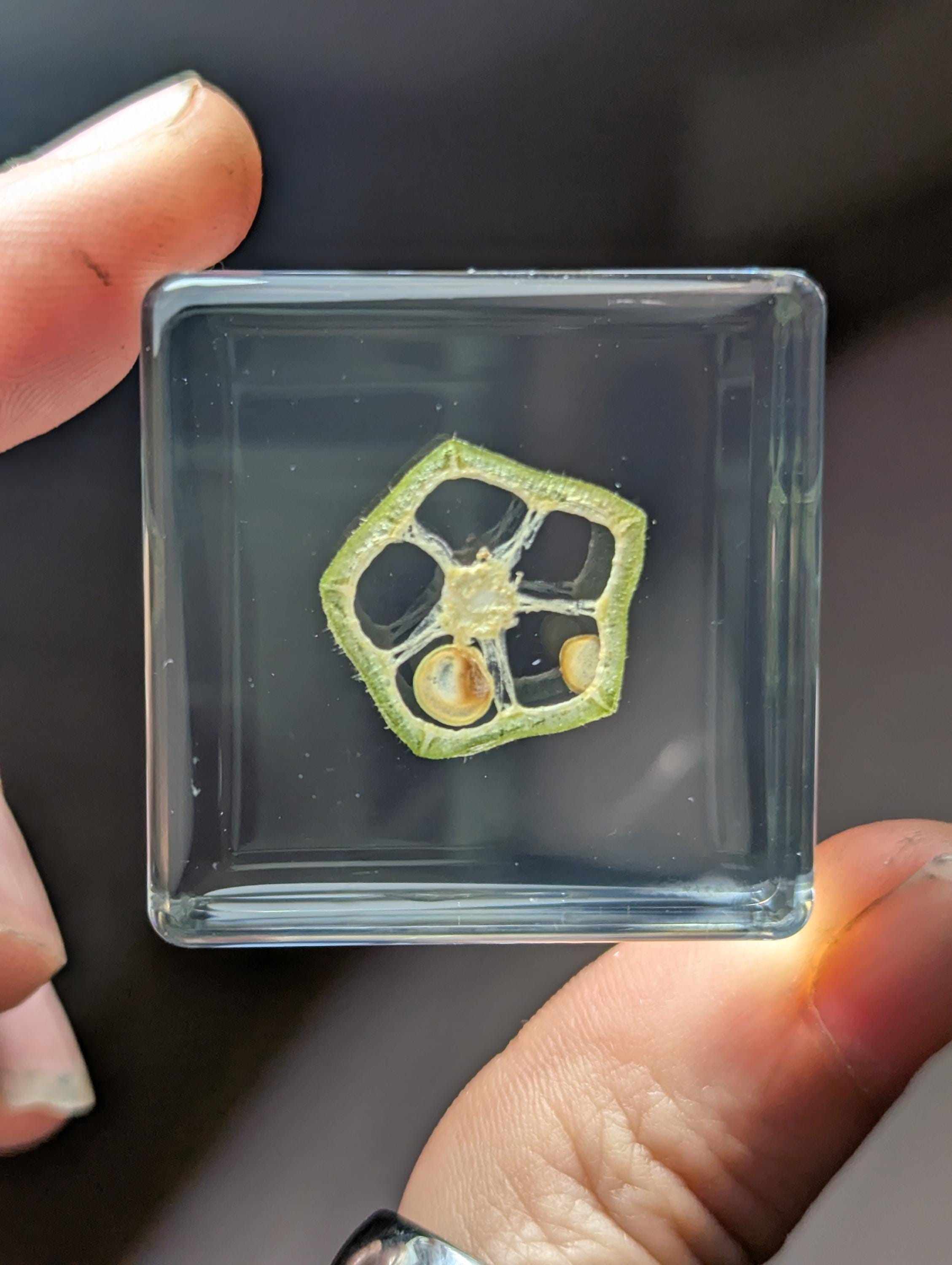 Okra Slice, Preserved in Resin, Collectible Modern Day Forever Fruit Fossil