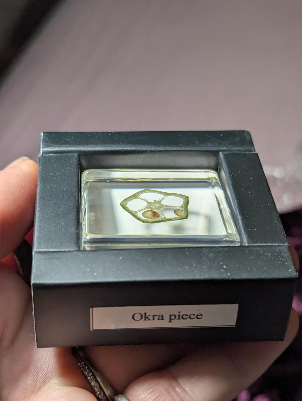 Okra Slice, Preserved in Resin, Collectible Modern Day Forever Fruit Fossil