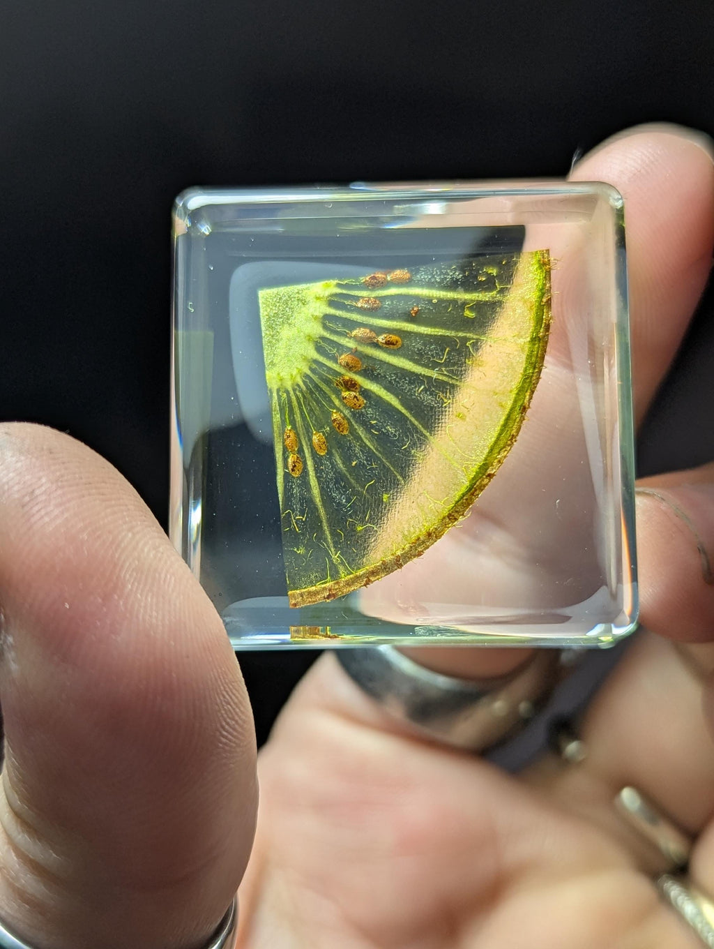 Kiwi Fruit Slice, Preserved in Resin, Collectible Modern Day Forever Fruit Fossil