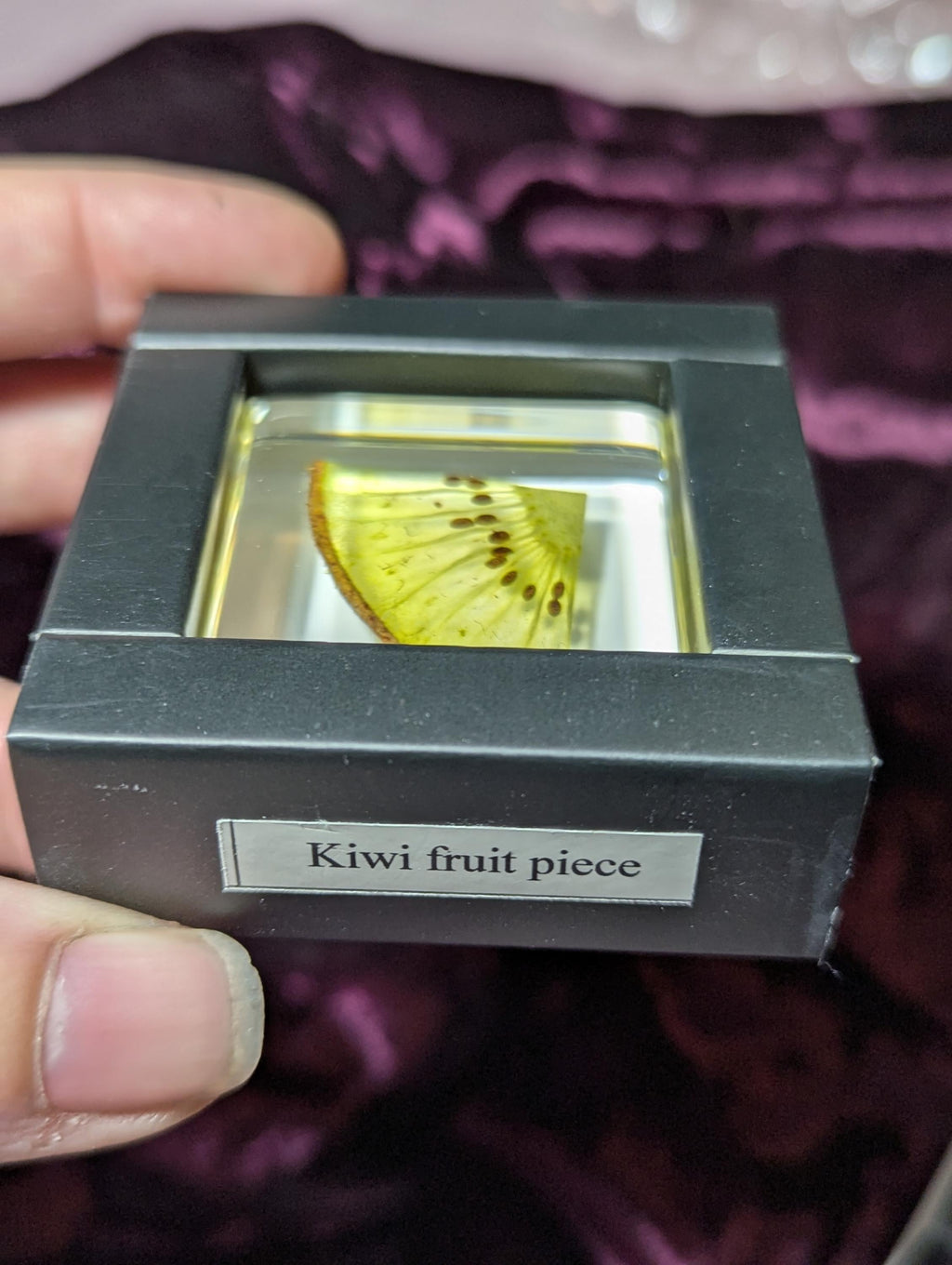 Kiwi Fruit Slice, Preserved in Resin, Collectible Modern Day Forever Fruit Fossil