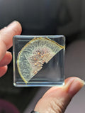 Fig Slice, Preserved in Resin, Collectible Modern Day Forever Fruit Fossil