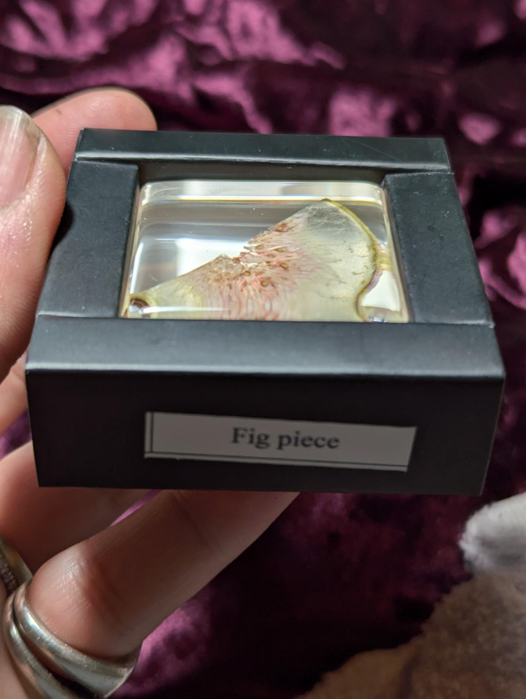 Fig Slice, Preserved in Resin, Collectible Modern Day Forever Fruit Fossil
