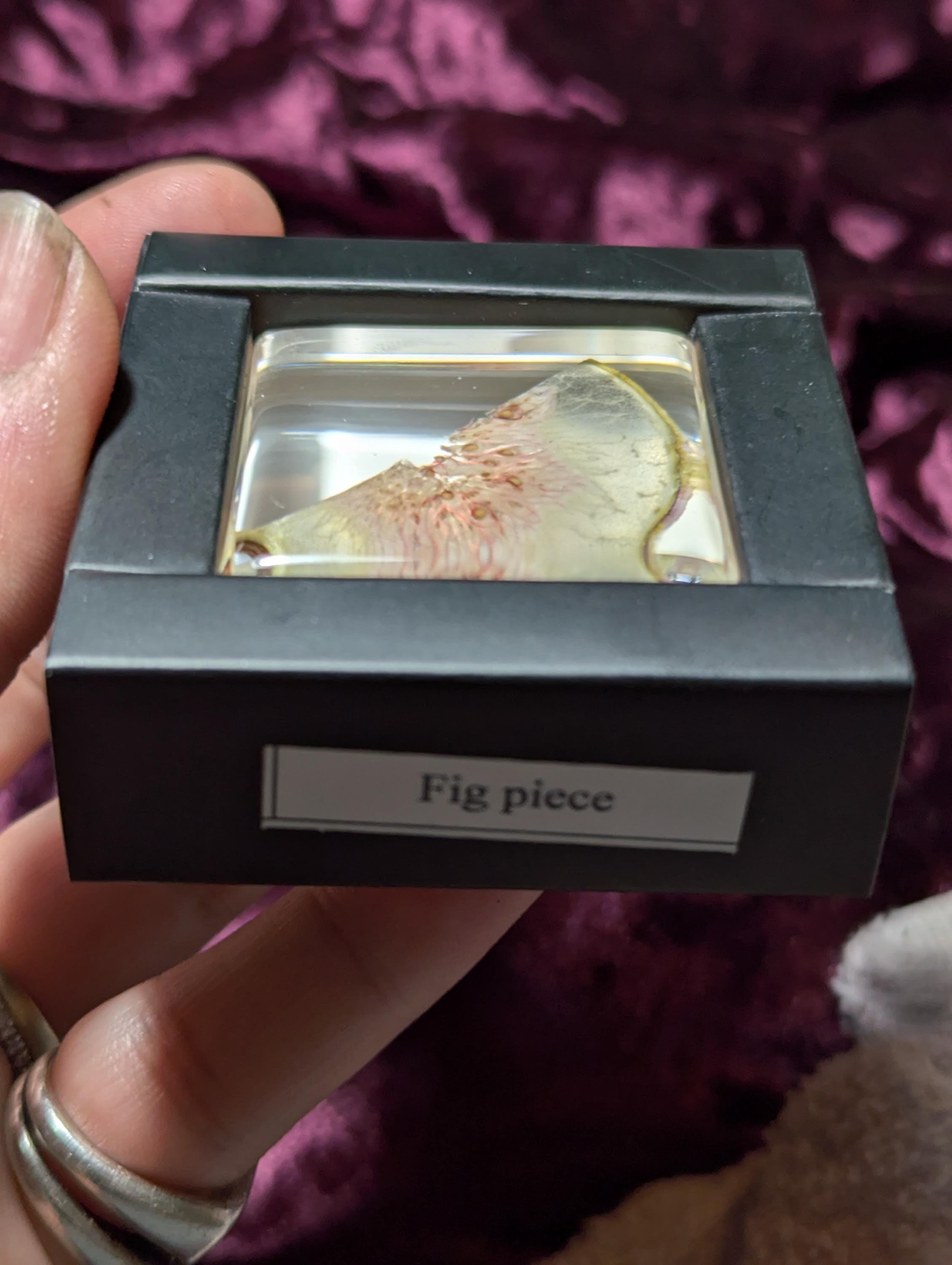 Fig Slice, Preserved in Resin, Collectible Modern Day Forever Fruit Fossil