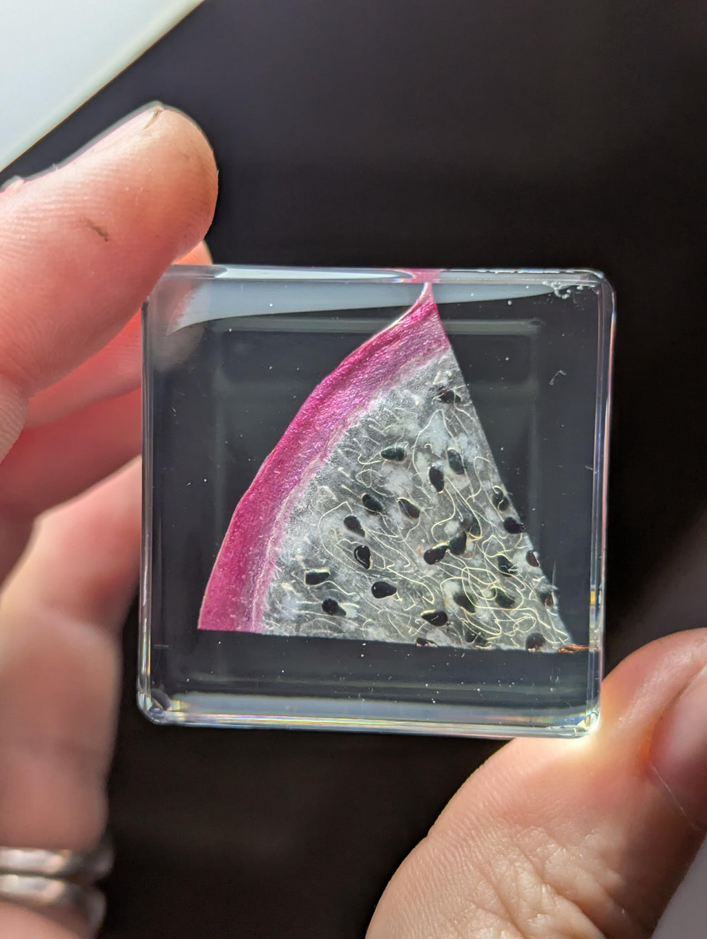 White Dragonfruit Slice, Preserved in Resin, Collectible Modern Day Forever Fruit Fossil