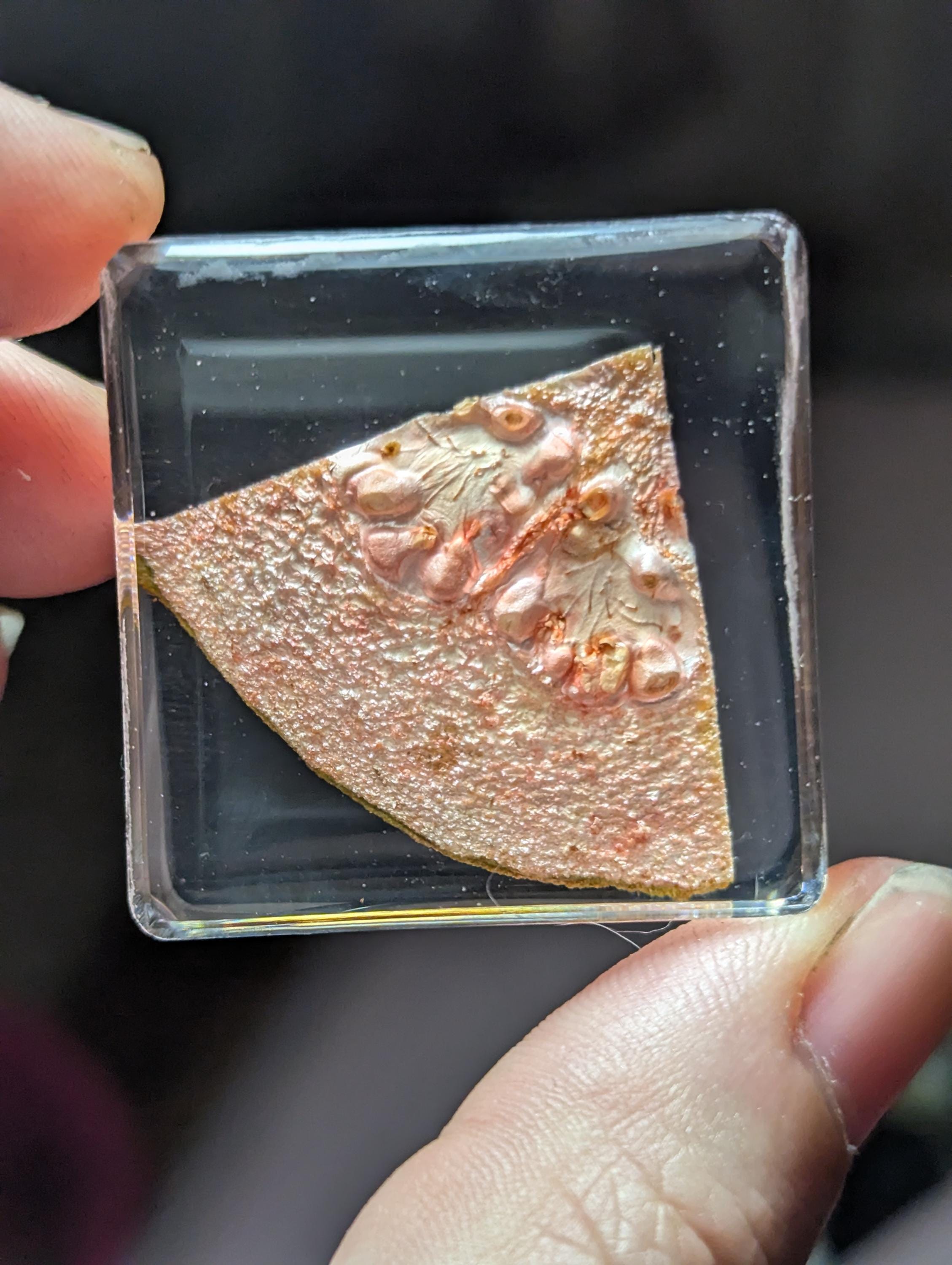 Guava Slice, Preserved in Resin, Collectible Modern Day Forever Fruit Fossil