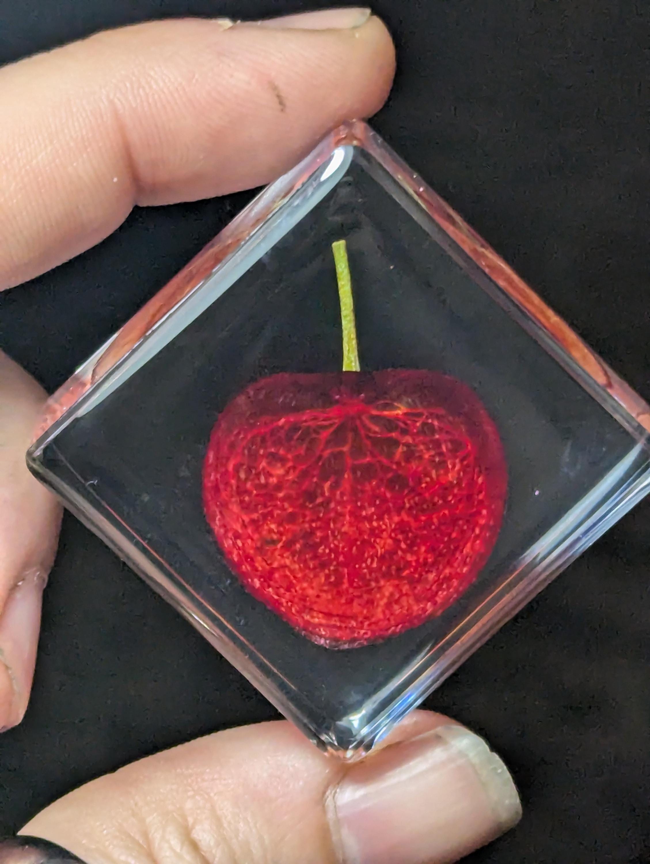 Cherry Slice, Preserved in Resin, Collectible Modern Day Forever Fruit Fossil