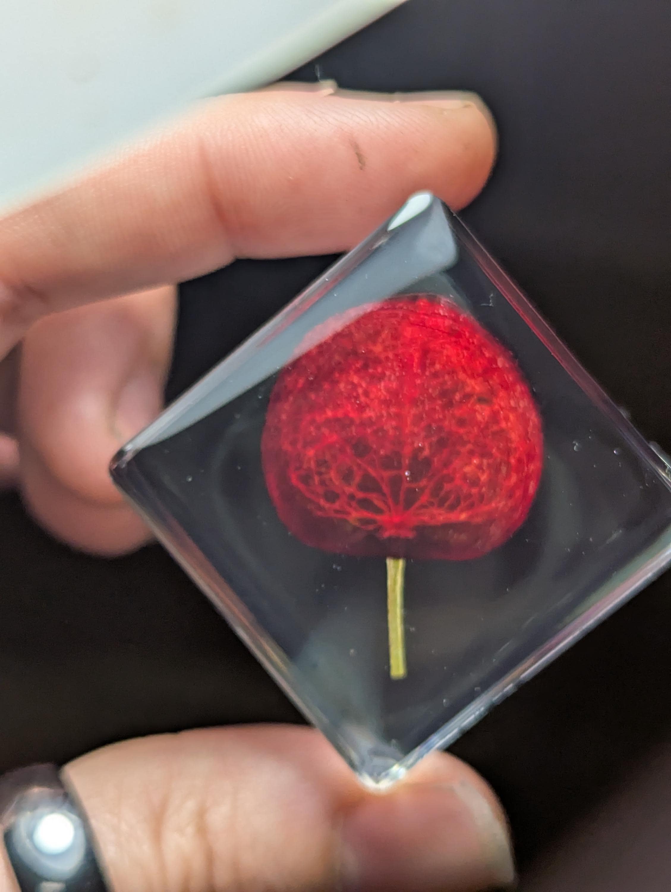 Cherry Slice, Preserved in Resin, Collectible Modern Day Forever Fruit Fossil