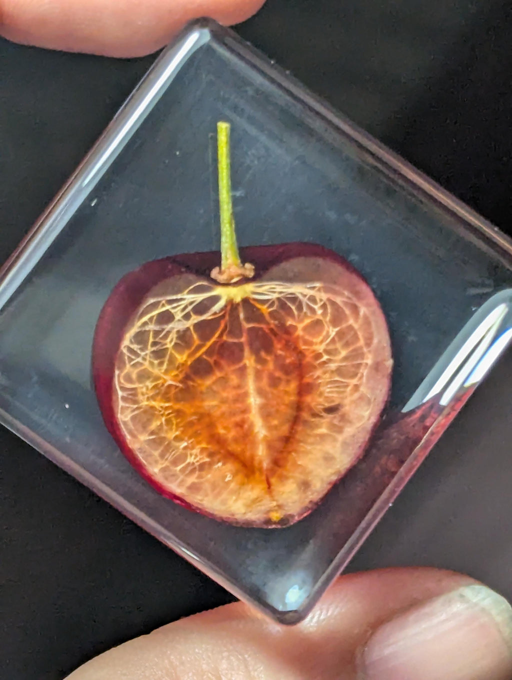 Cherry Slice, Preserved in Resin, Collectible Modern Day Forever Fruit Fossil