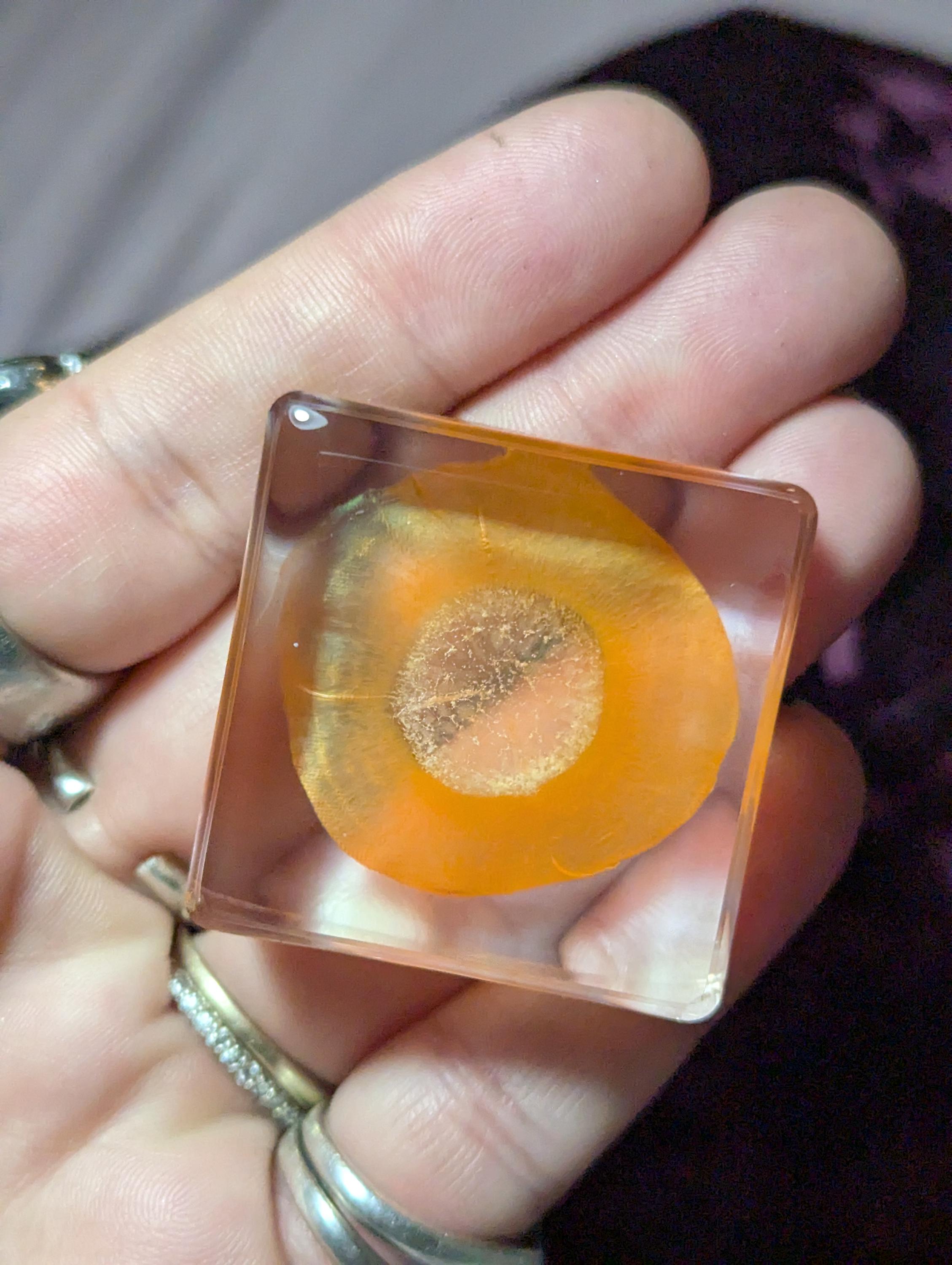 Carrot Slice, Preserved in Resin, Collectible Modern Day Forever Fruit Fossil