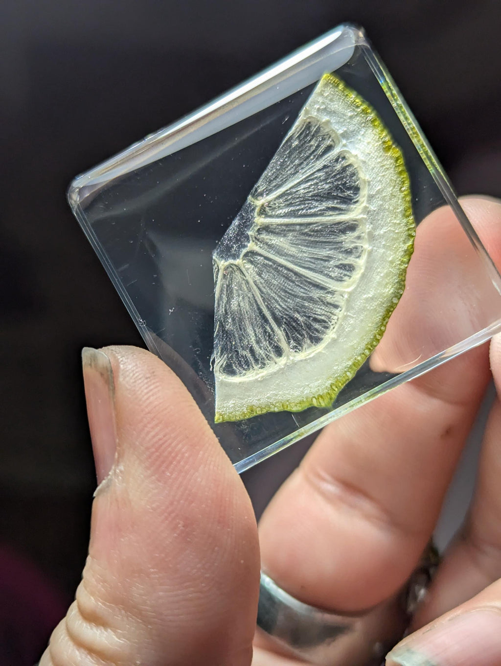 Lime Slice, Preserved in Resin, Collectible Modern Day Forever Fruit Fossil