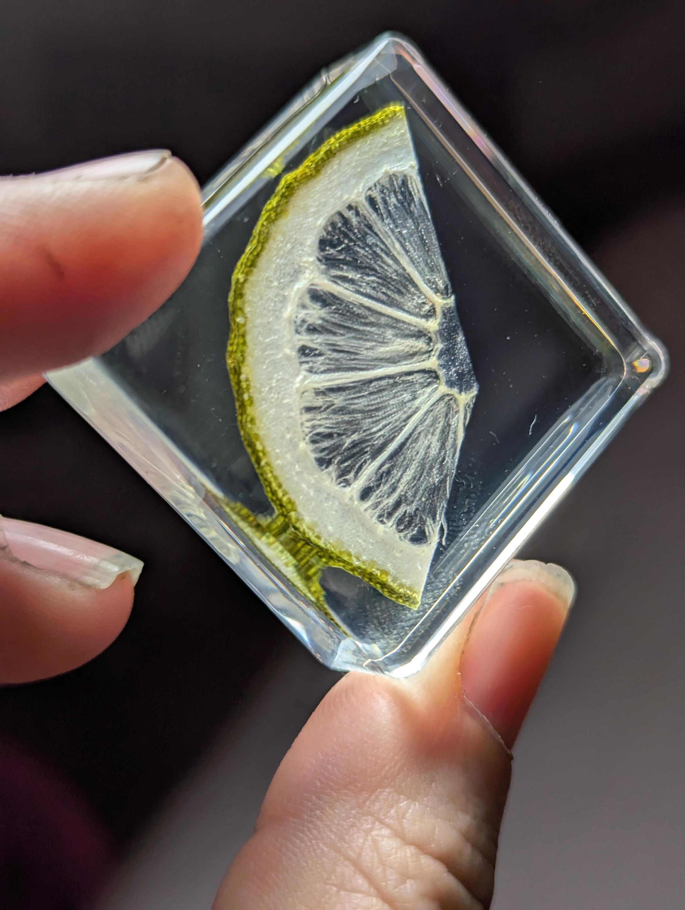 Lime Slice, Preserved in Resin, Collectible Modern Day Forever Fruit Fossil