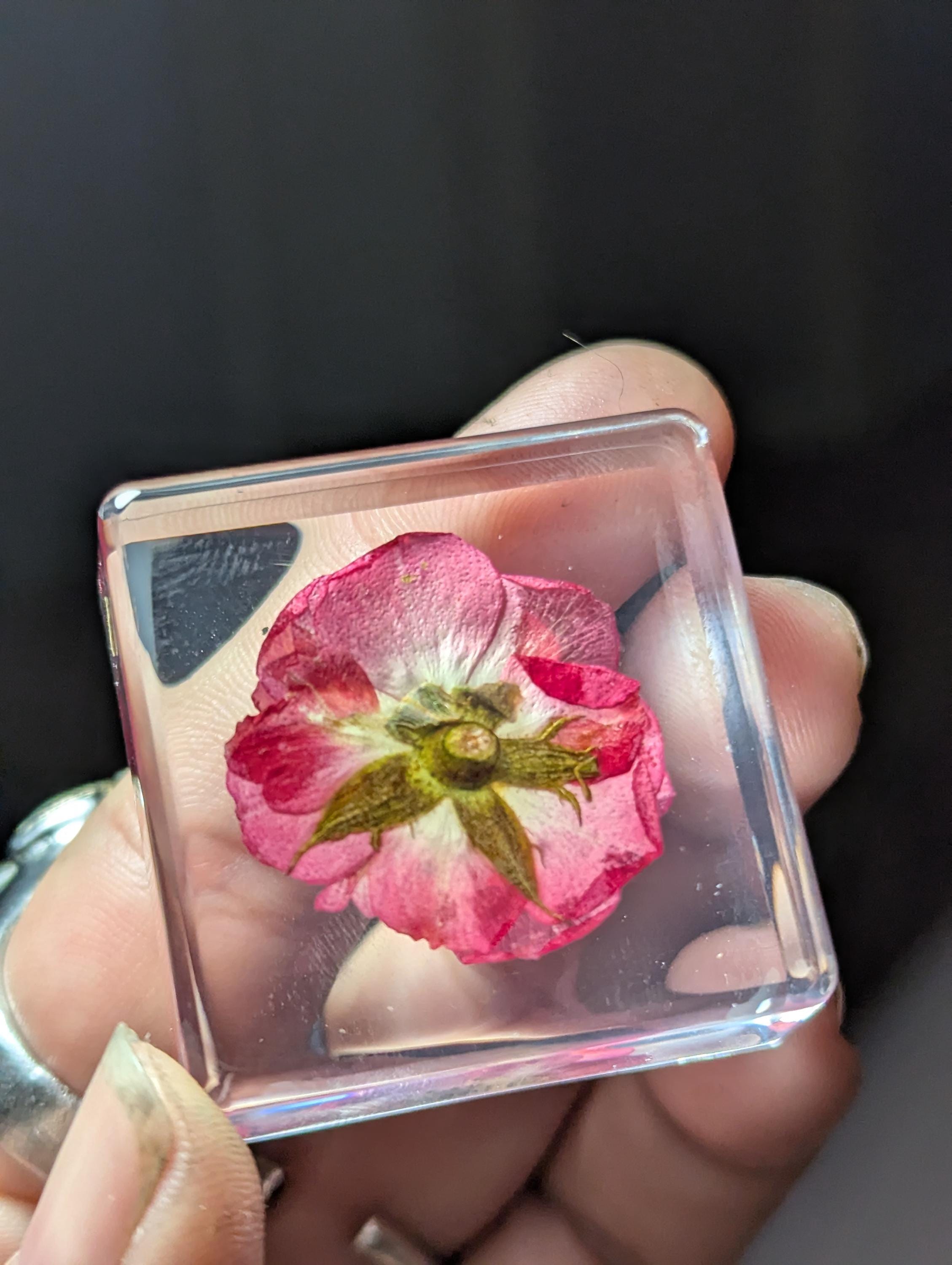 Rose Flower , Preserved in Resin, Collectible Modern Day Plant Fossil
