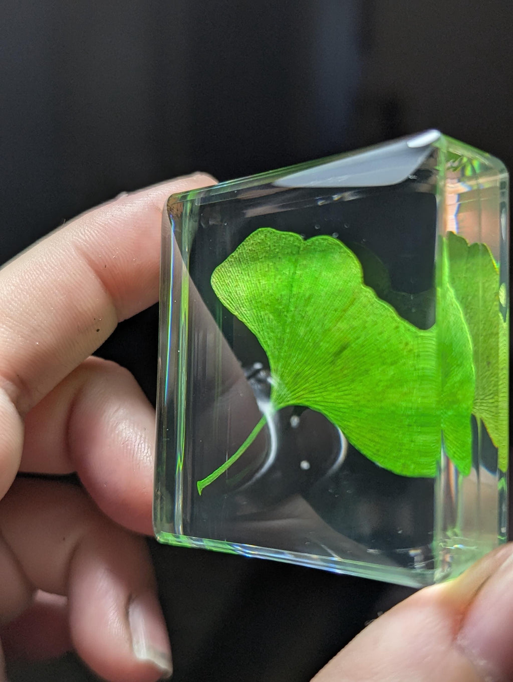 Gingko Biloba Leaf, Preserved in Resin, Collectible Modern Day Plant Fossil