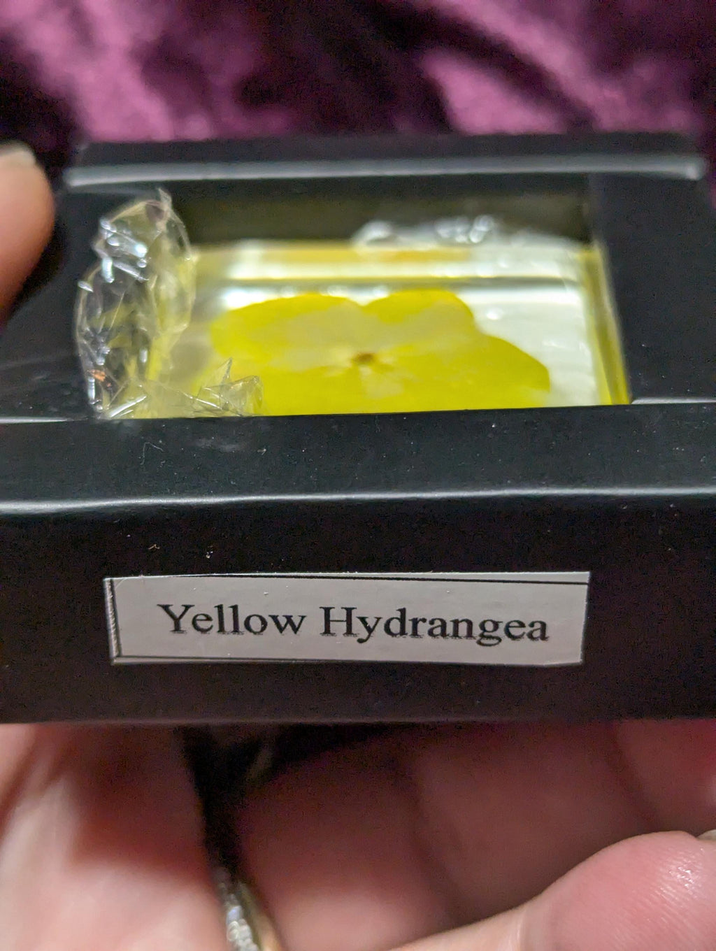 Yellow Hydrangea Flower , Preserved in Resin, Collectible Modern Day Plant Fossil