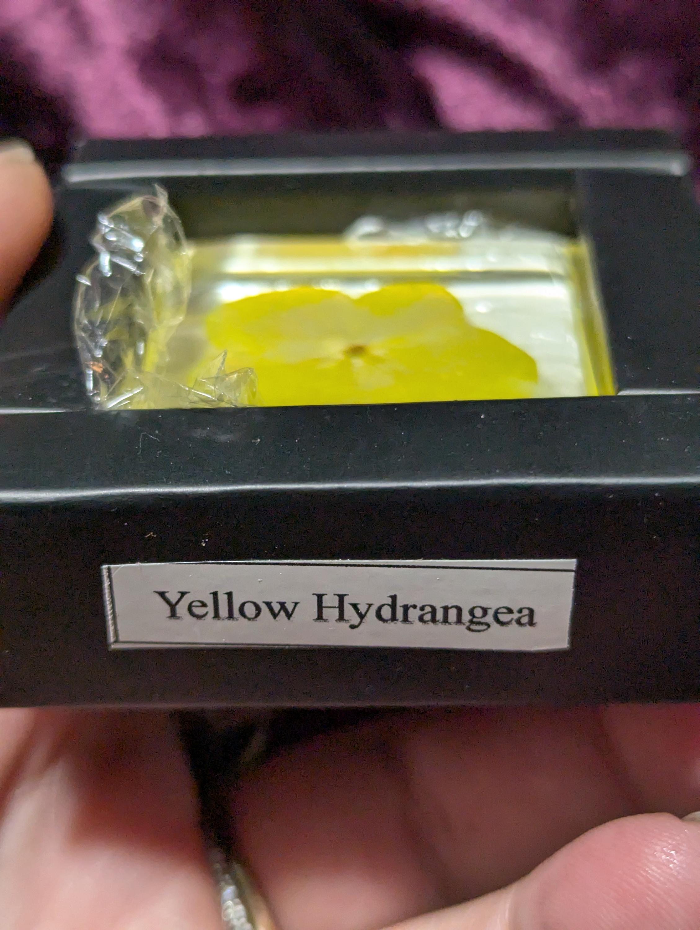 Yellow Hydrangea Flower , Preserved in Resin, Collectible Modern Day Plant Fossil