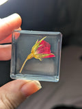 Rose Flower on Stem , Preserved in Resin, Collectible Modern Day Plant Fossil