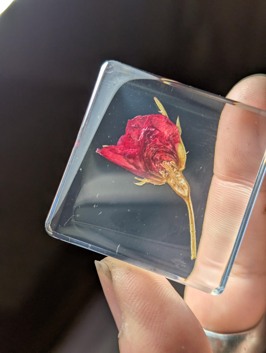 Rose Flower on Stem , Preserved in Resin, Collectible Modern Day Plant Fossil