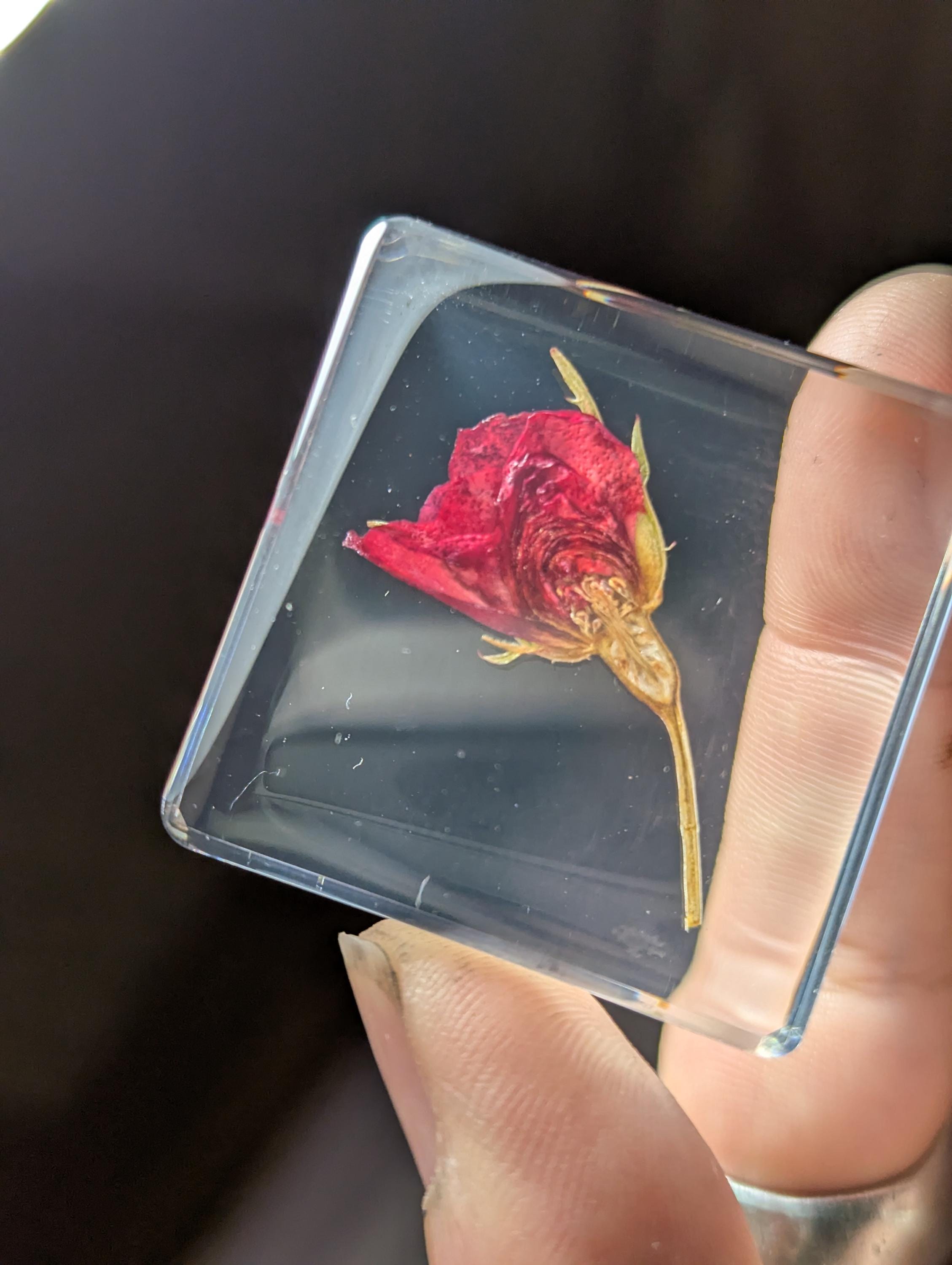 Rose Flower on Stem , Preserved in Resin, Collectible Modern Day Plant Fossil