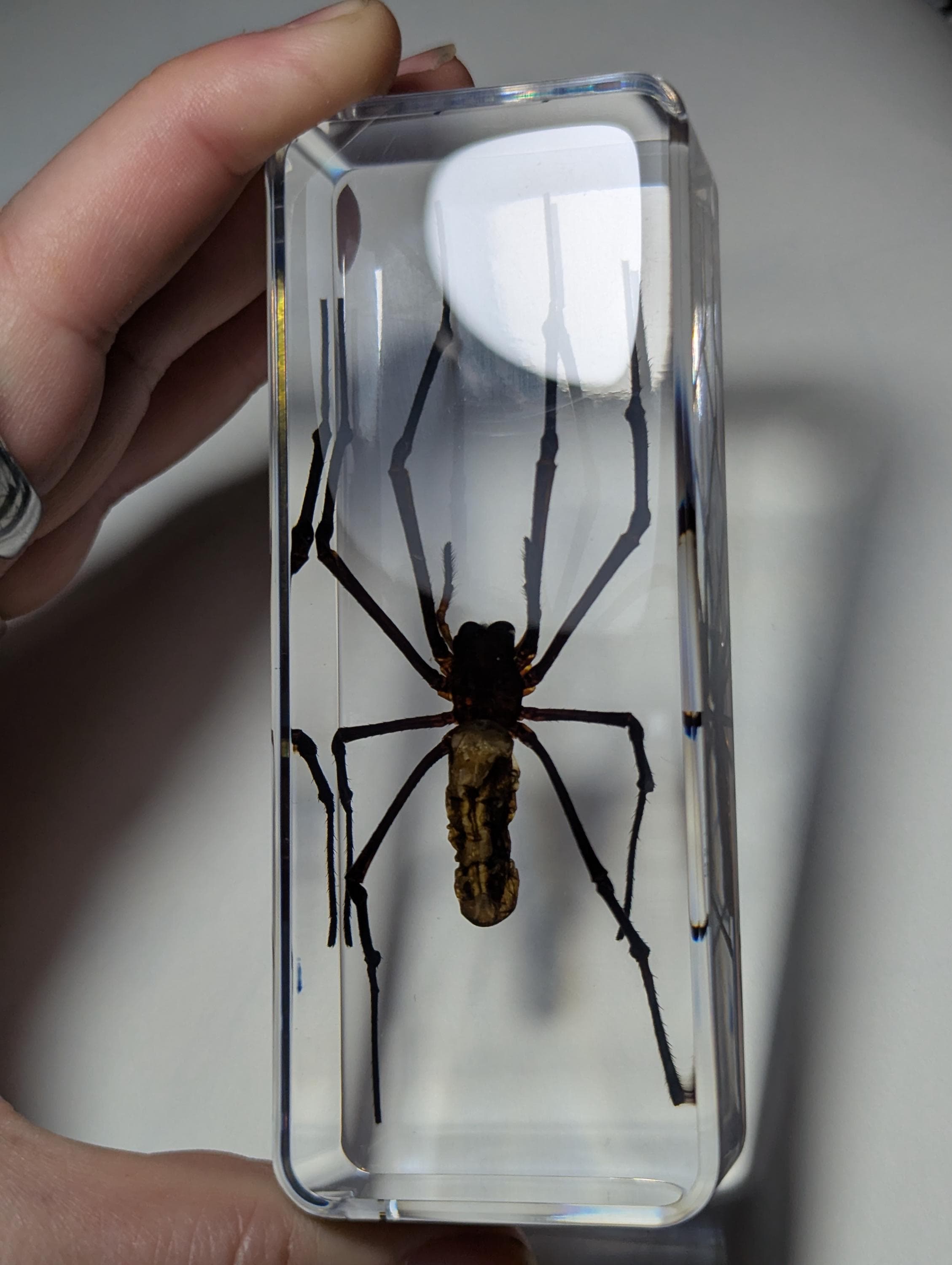 Giant Wood Spider, Preserved in Resin, Collectible Modern Day Fossil