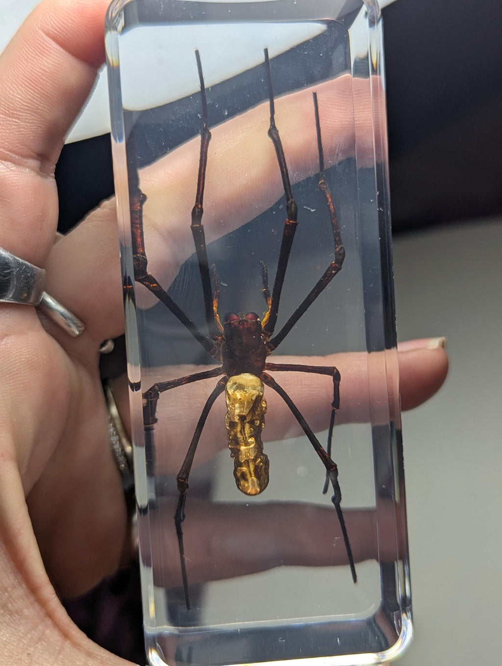 Giant Wood Spider, Preserved in Resin, Collectible Modern Day Fossil
