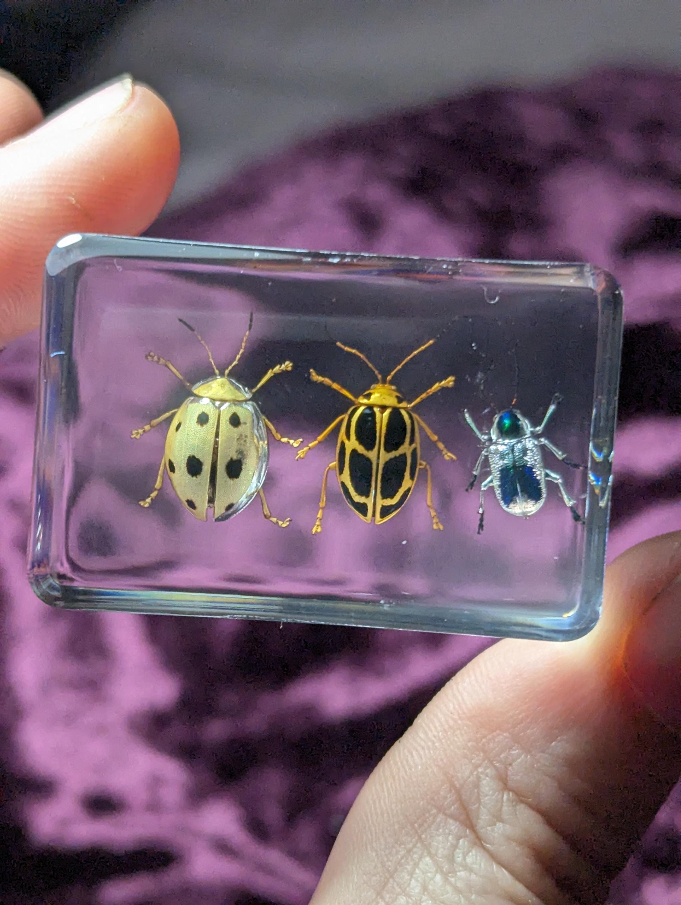 3 Leaf Beetle Set, Preserved in Resin, Collectible Modern Day Fossil