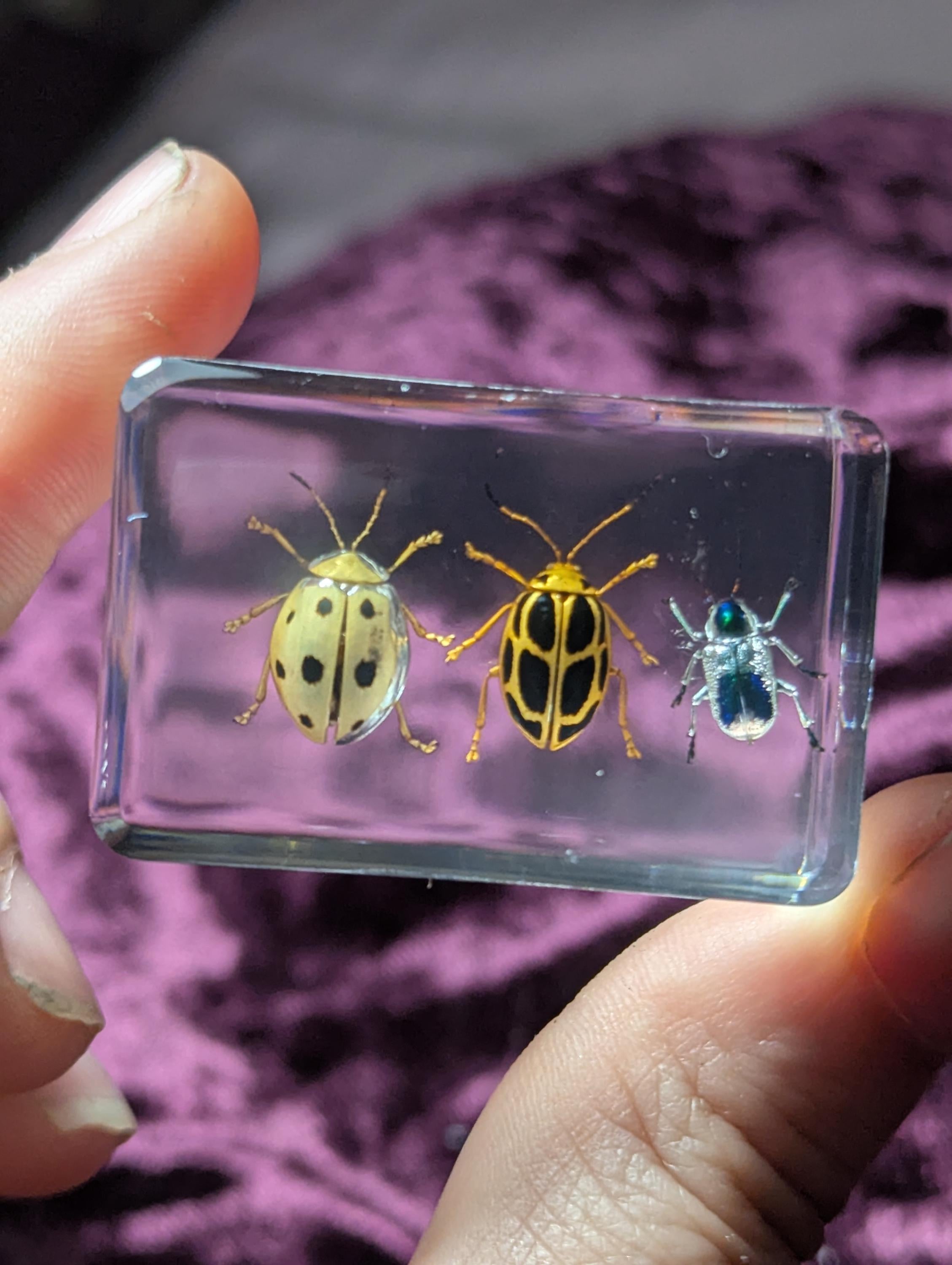3 Leaf Beetle Set, Preserved in Resin, Collectible Modern Day Fossil