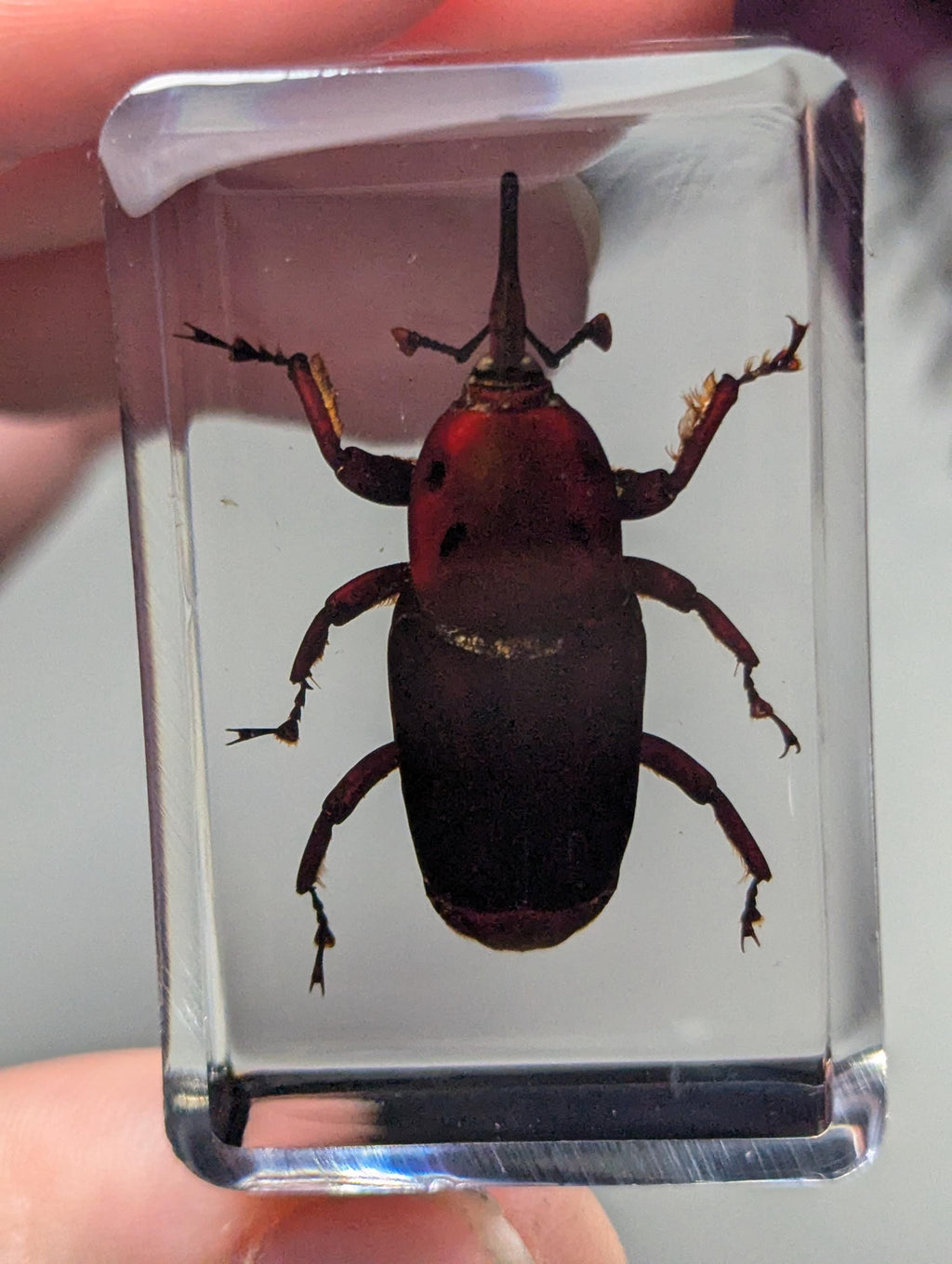 Palm Weevil,Rhynchophorus ferrugineus, Preserved in Resin, Collectible Modern Day Fossil