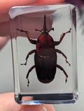 Palm Weevil,Rhynchophorus ferrugineus, Preserved in Resin, Collectible Modern Day Fossil