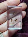 Mosquitos, Preserved in Resin, Collectible Modern Day Fossil