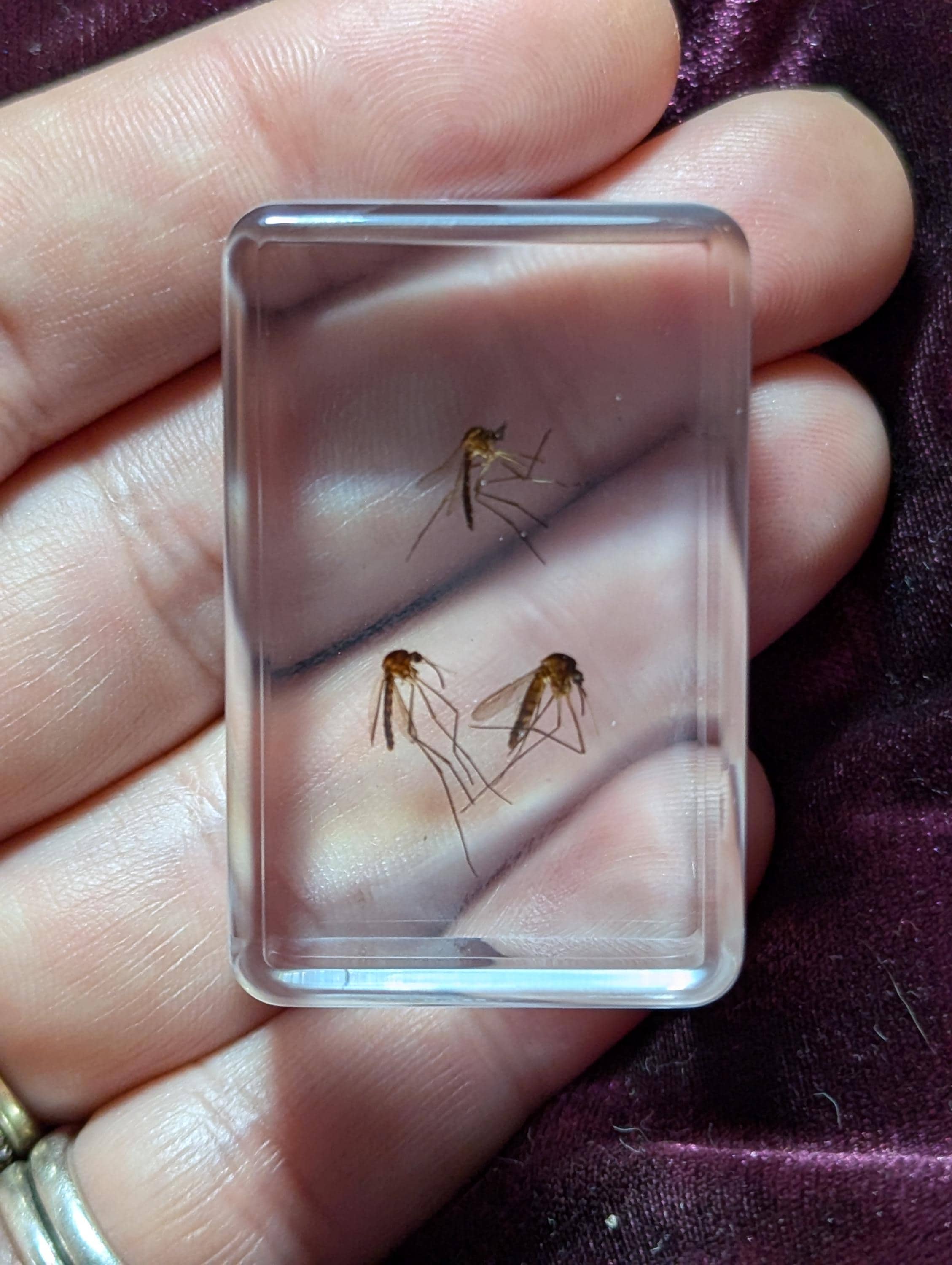 Mosquitos, Preserved in Resin, Collectible Modern Day Fossil