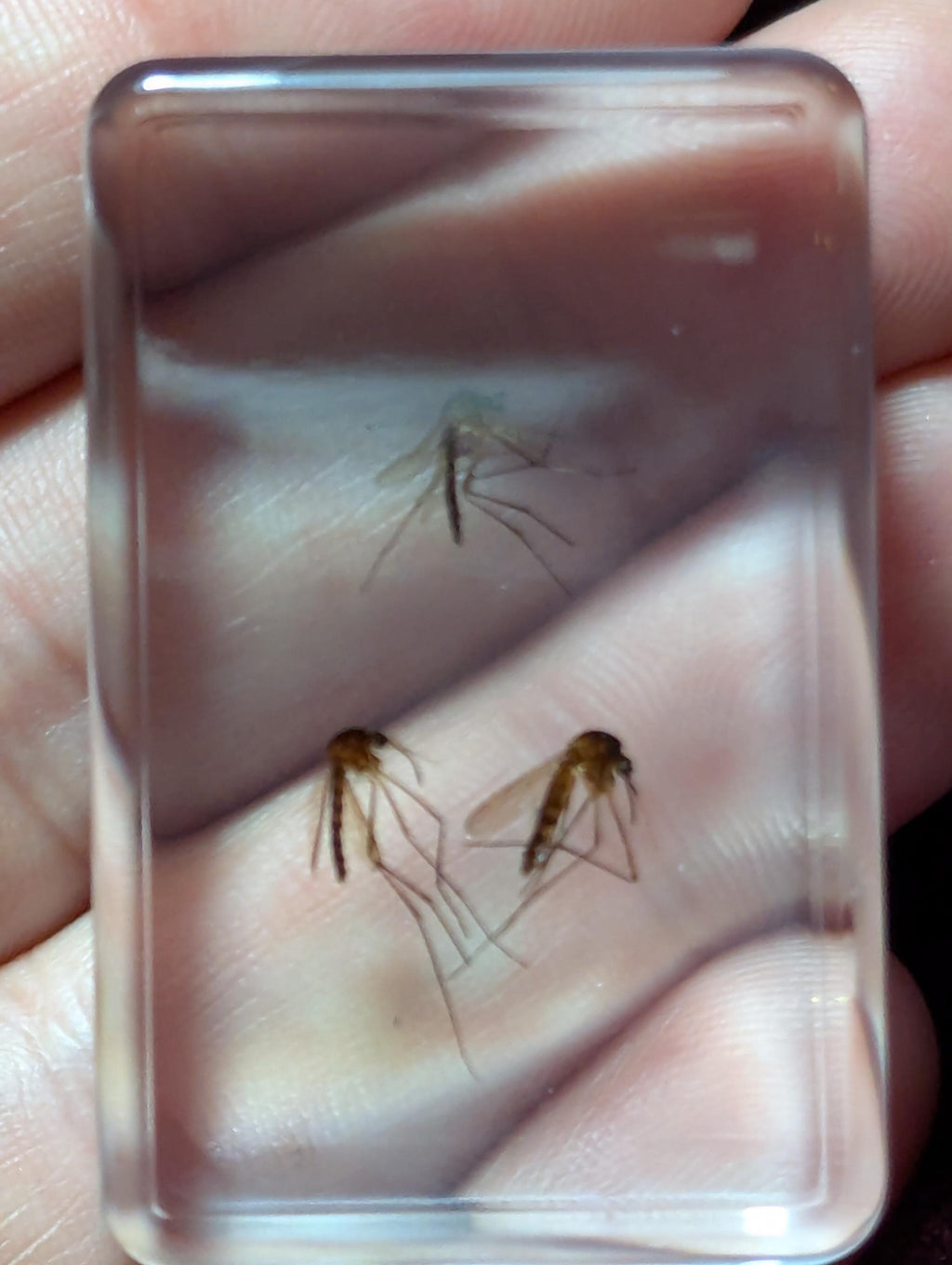 Mosquitos, Preserved in Resin, Collectible Modern Day Fossil