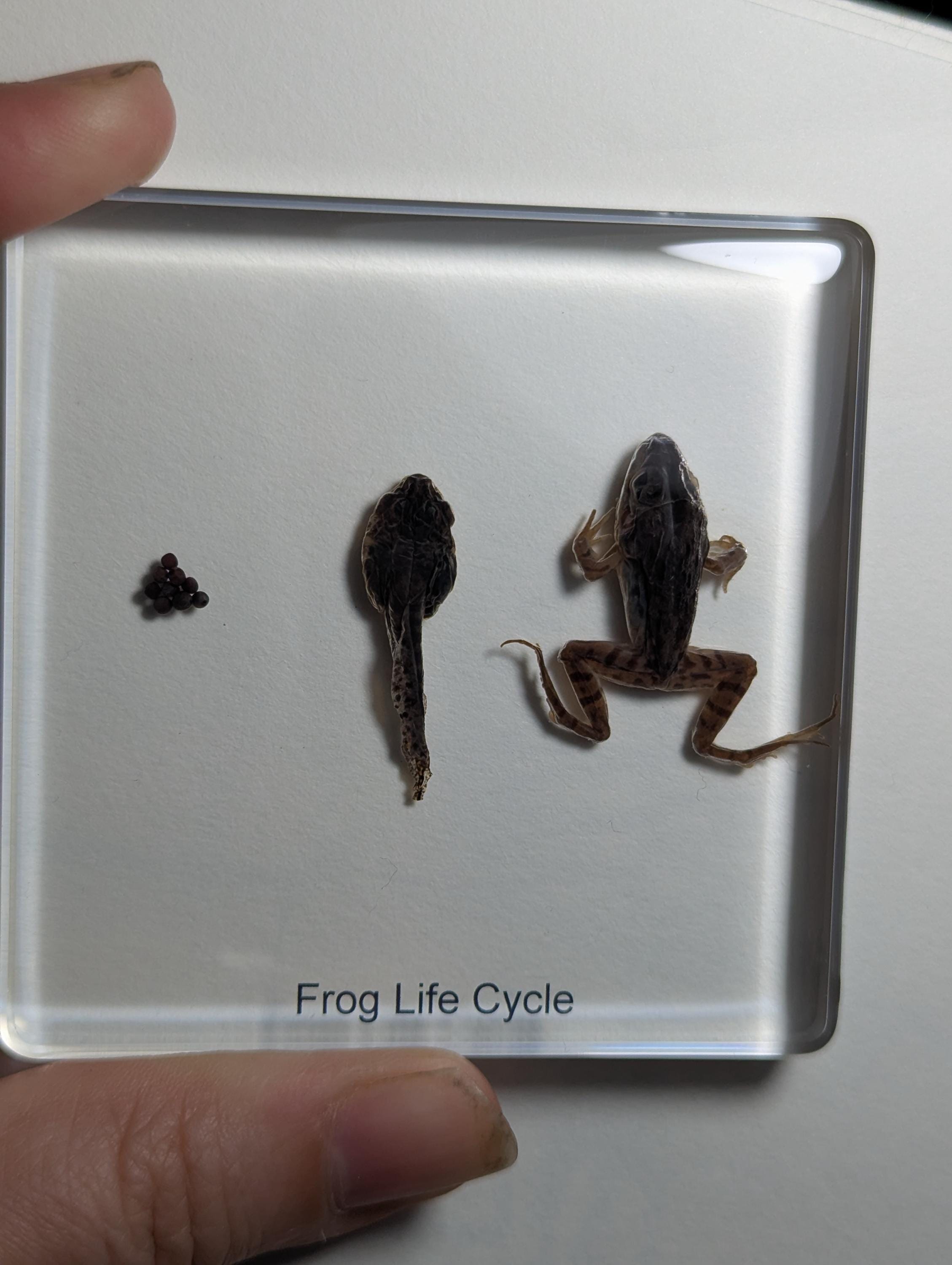 Lifecycle of a Frog , Preserved in Resin, Collectible Modern Day Fossil