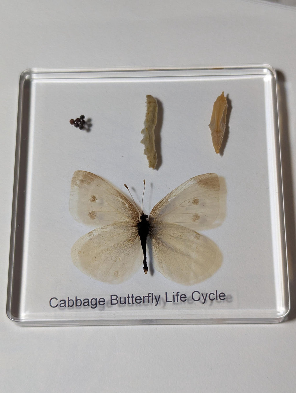 Lifecycle of a Butterfly , Preserved in Resin, Collectible Modern Day Fossil