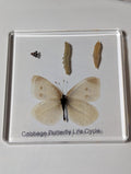 Lifecycle of a Butterfly , Preserved in Resin, Collectible Modern Day Fossil