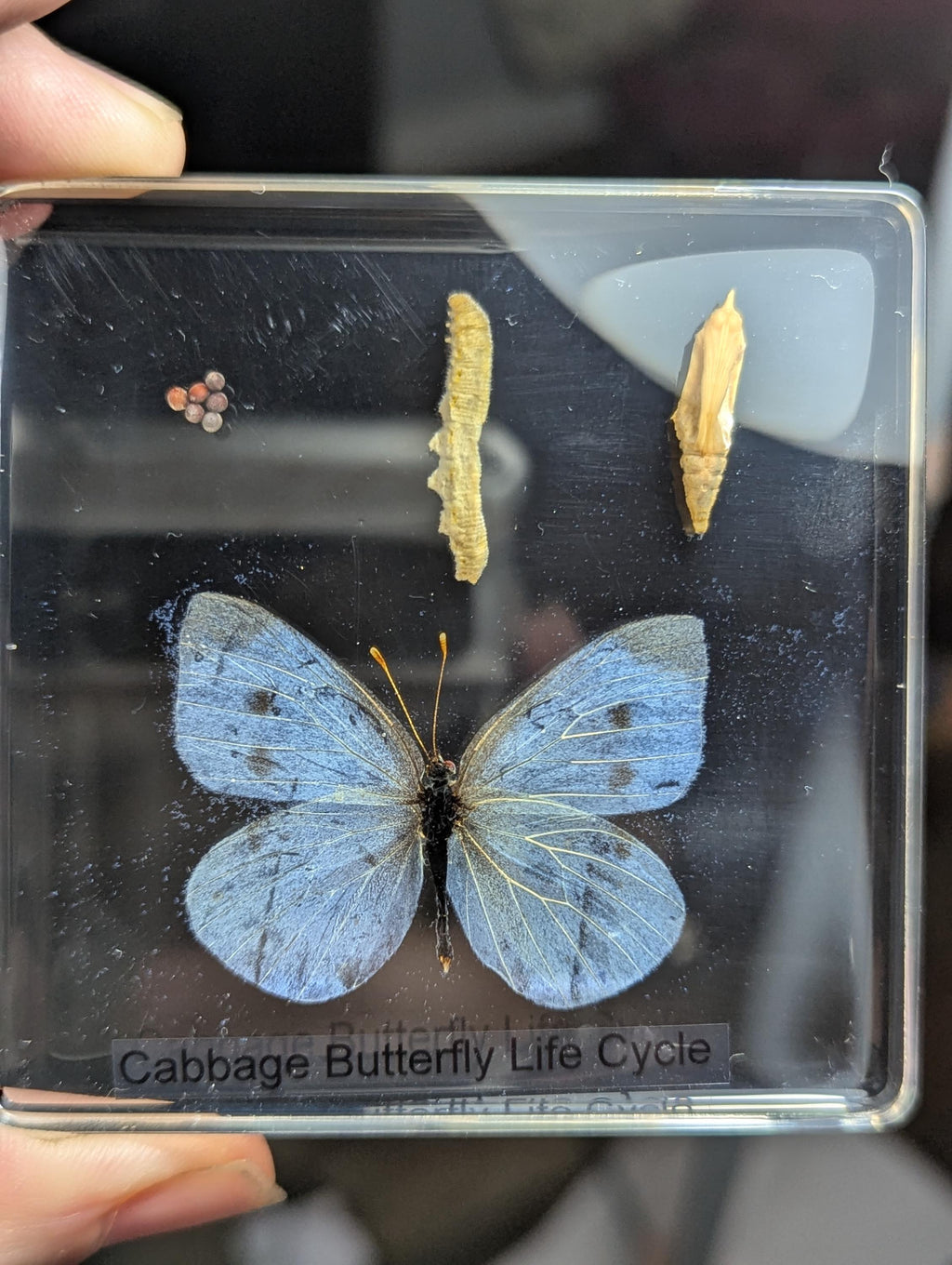Lifecycle of a Butterfly , Preserved in Resin, Collectible Modern Day Fossil