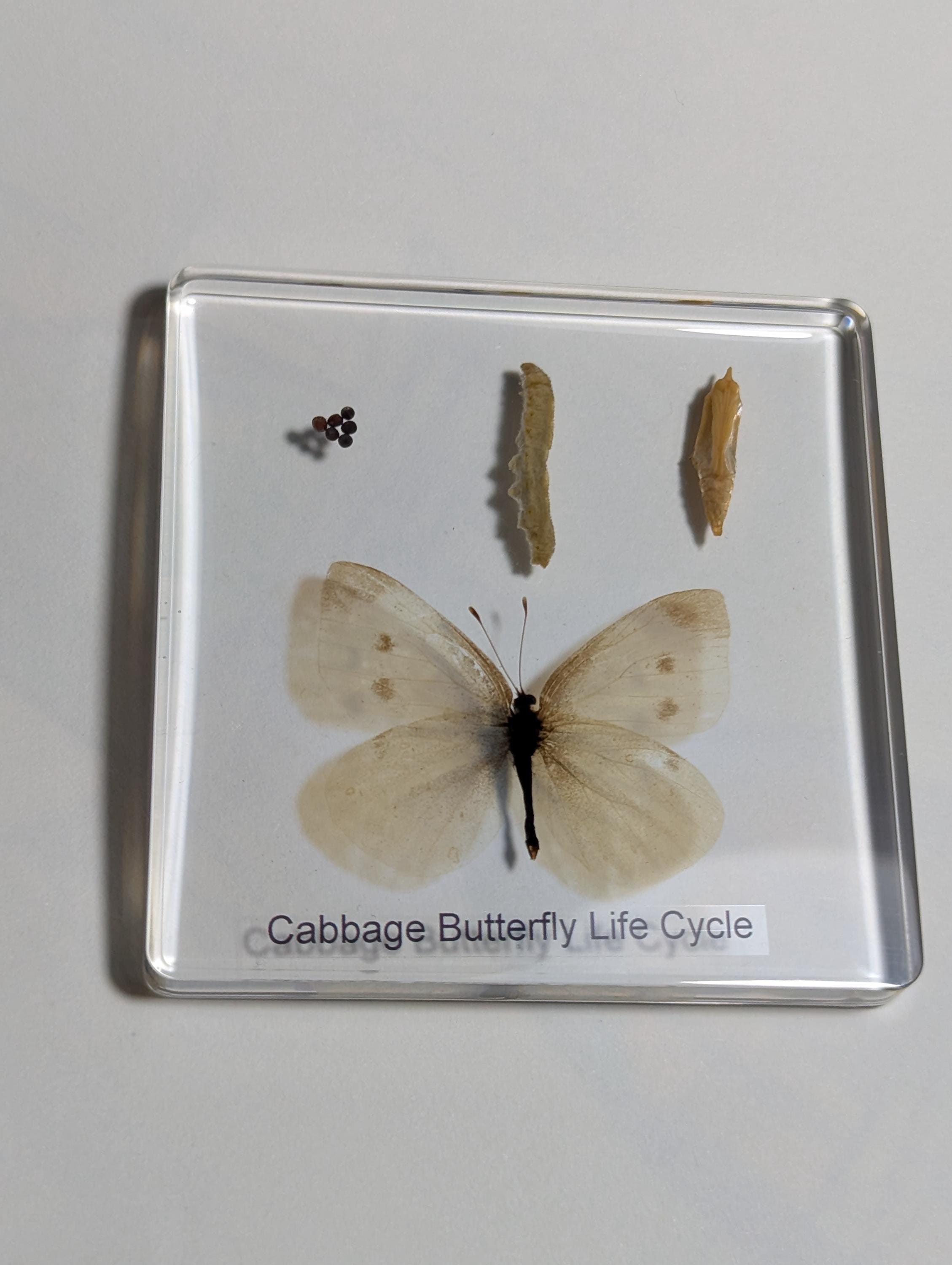 Lifecycle of a Butterfly , Preserved in Resin, Collectible Modern Day Fossil
