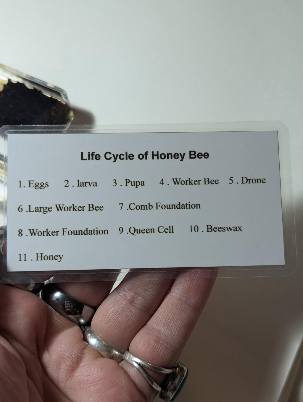 Large Educational Lifecycle of a Honeybee , Preserved in Resin, Collectible Modern Day Fossil