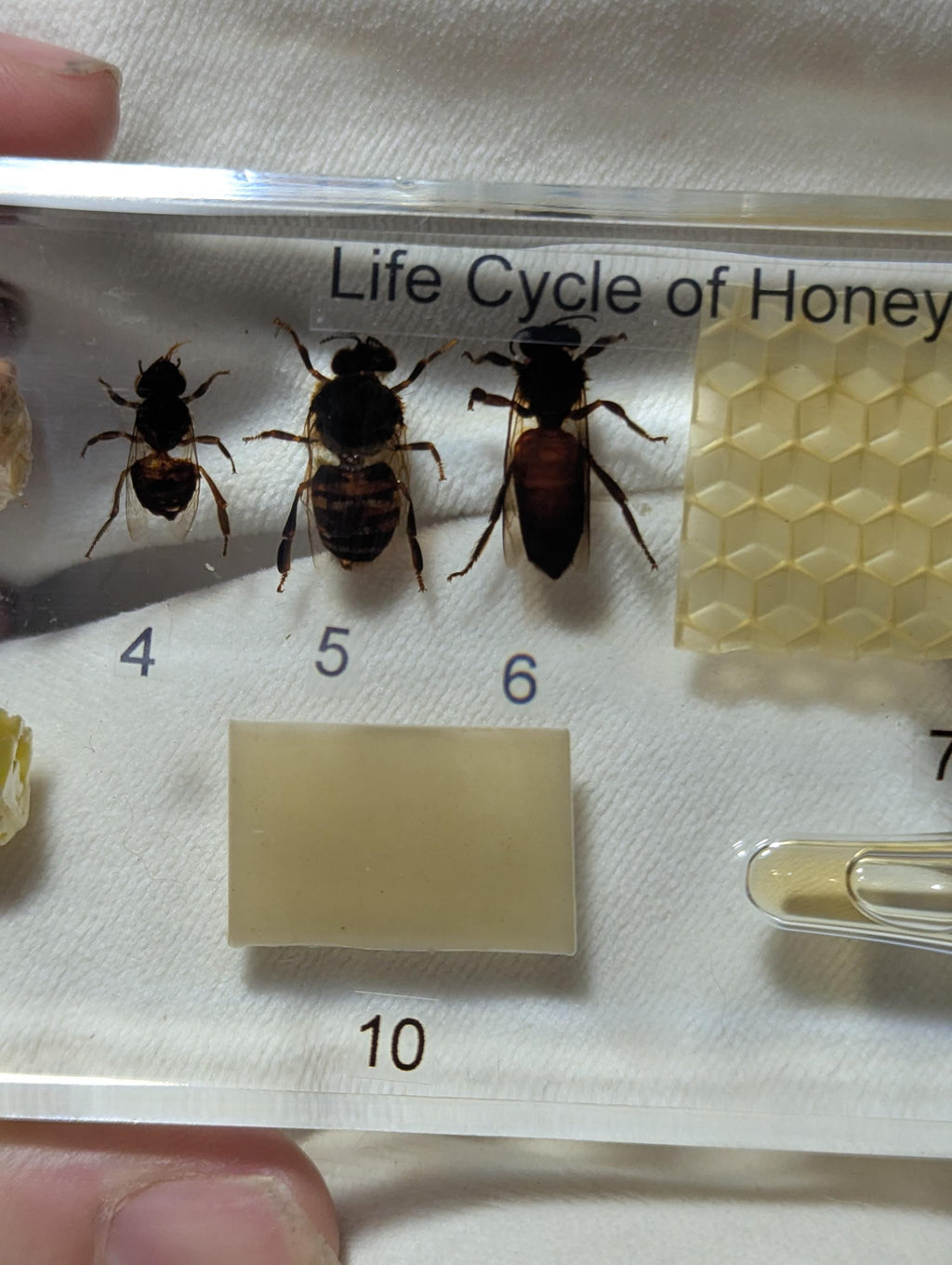 Large Educational Lifecycle of a Honeybee , Preserved in Resin, Collectible Modern Day Fossil
