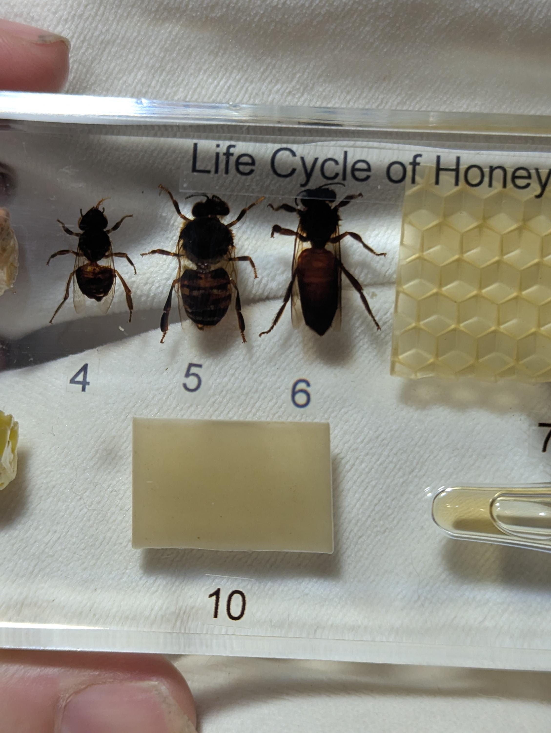Large Educational Lifecycle of a Honeybee , Preserved in Resin, Collectible Modern Day Fossil
