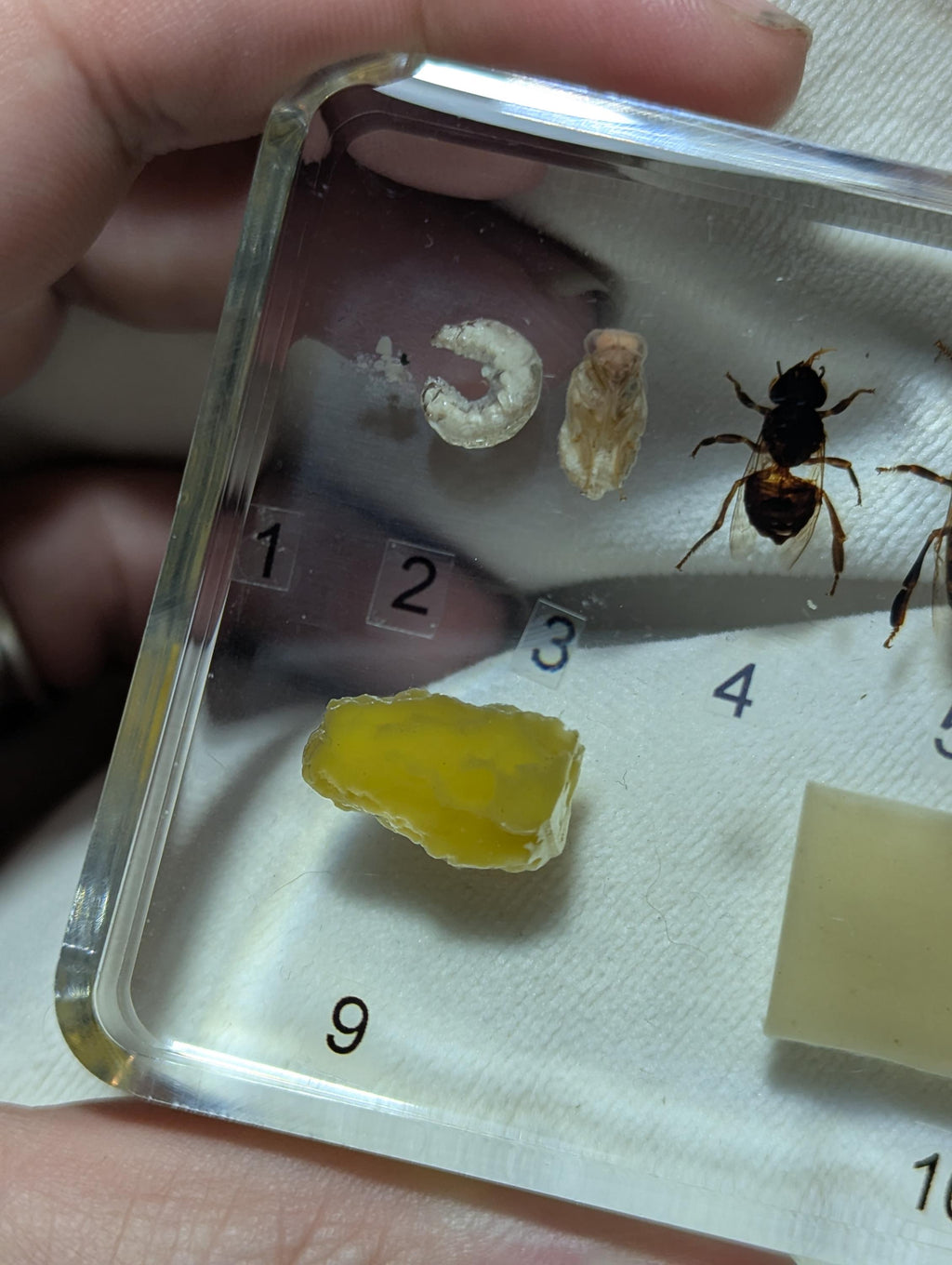 Large Educational Lifecycle of a Honeybee , Preserved in Resin, Collectible Modern Day Fossil