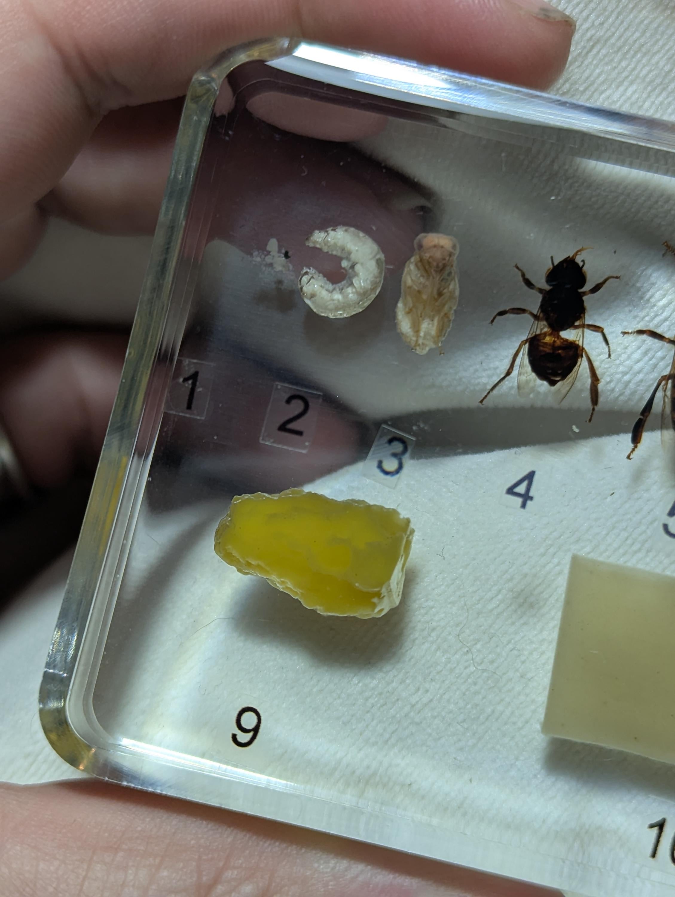 Large Educational Lifecycle of a Honeybee , Preserved in Resin, Collectible Modern Day Fossil