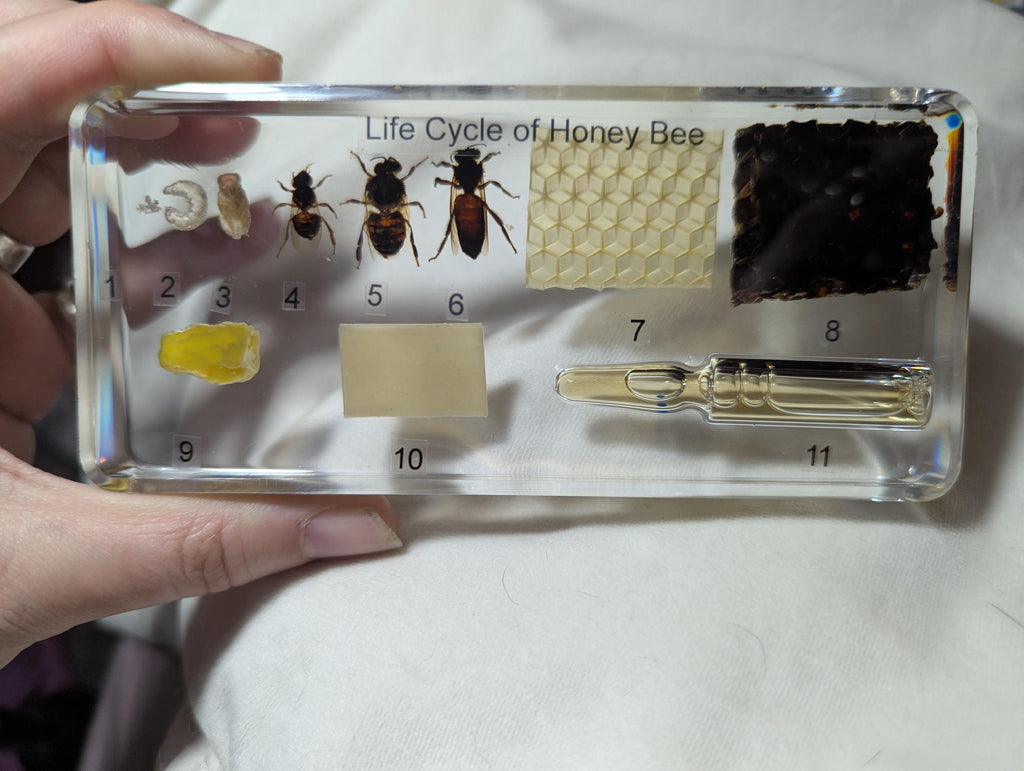 Large Educational Lifecycle of a Honeybee , Preserved in Resin, Collectible Modern Day Fossil