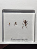 Lifecycle of a Grasshopper , Preserved in Resin, Collectible Modern Day Fossil