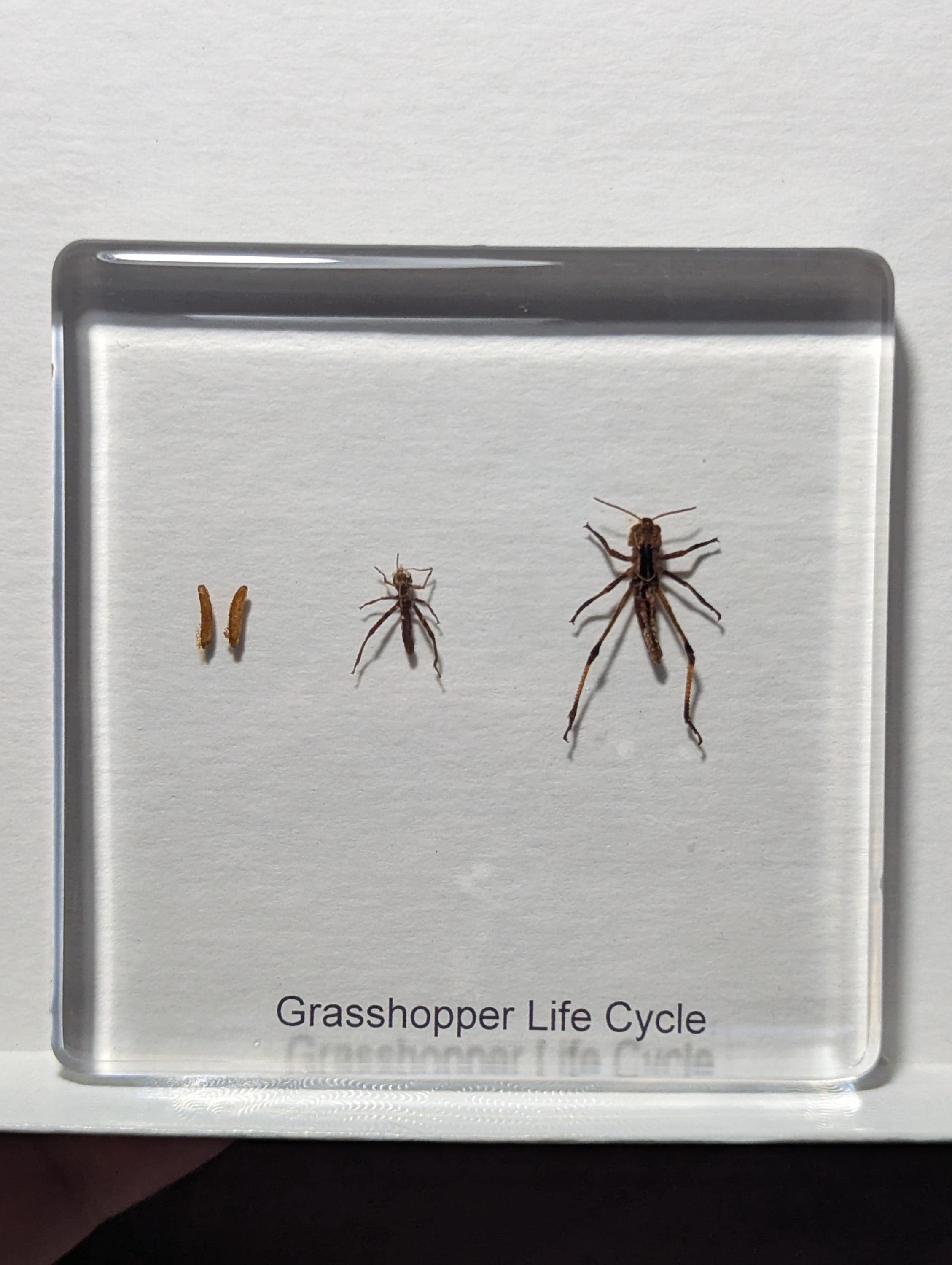 Lifecycle of a Grasshopper , Preserved in Resin, Collectible Modern Day Fossil