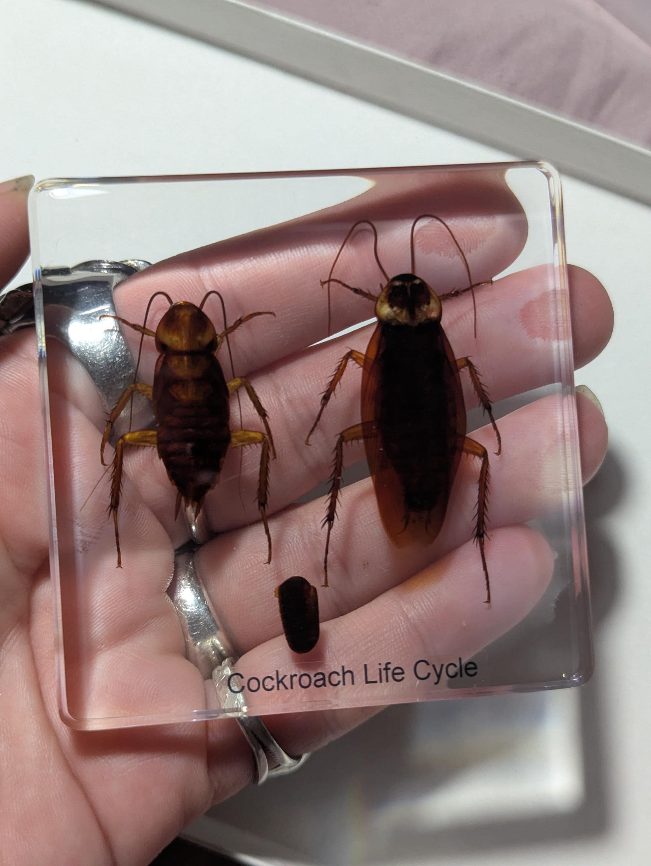 Lifecycle of a Cockroach, Preserved in Resin, Collectible Modern Day Fossil