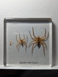 Lifecycle of a Spider, Preserved in Resin, Collectible Modern Day Fossil