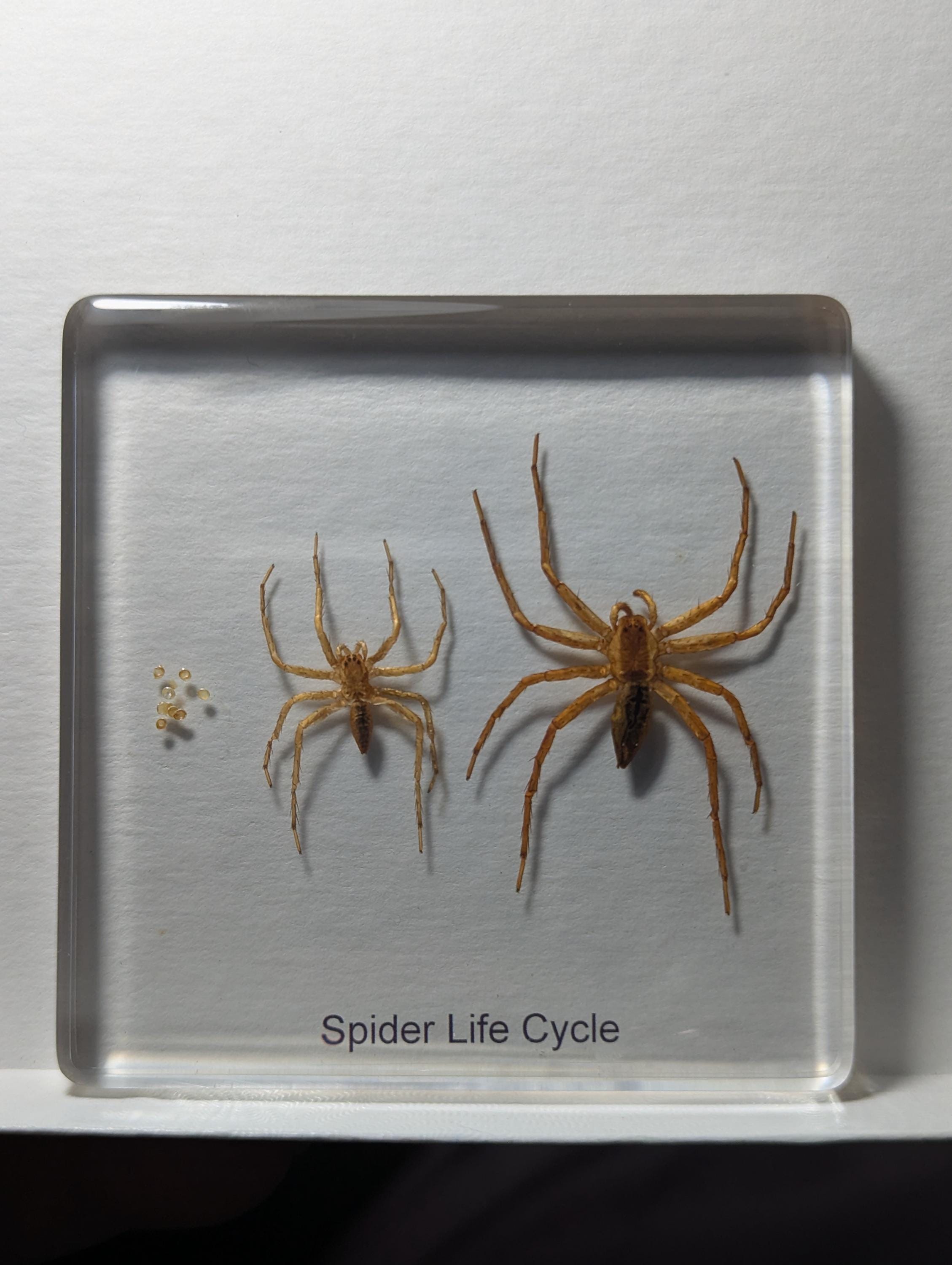 Lifecycle of a Spider, Preserved in Resin, Collectible Modern Day Fossil