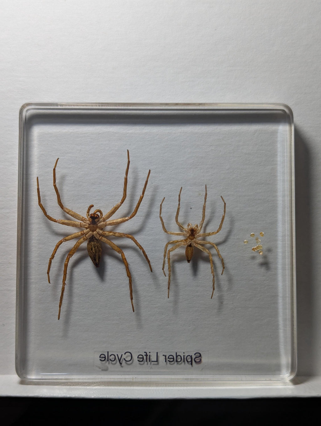 Lifecycle of a Spider, Preserved in Resin, Collectible Modern Day Fossil