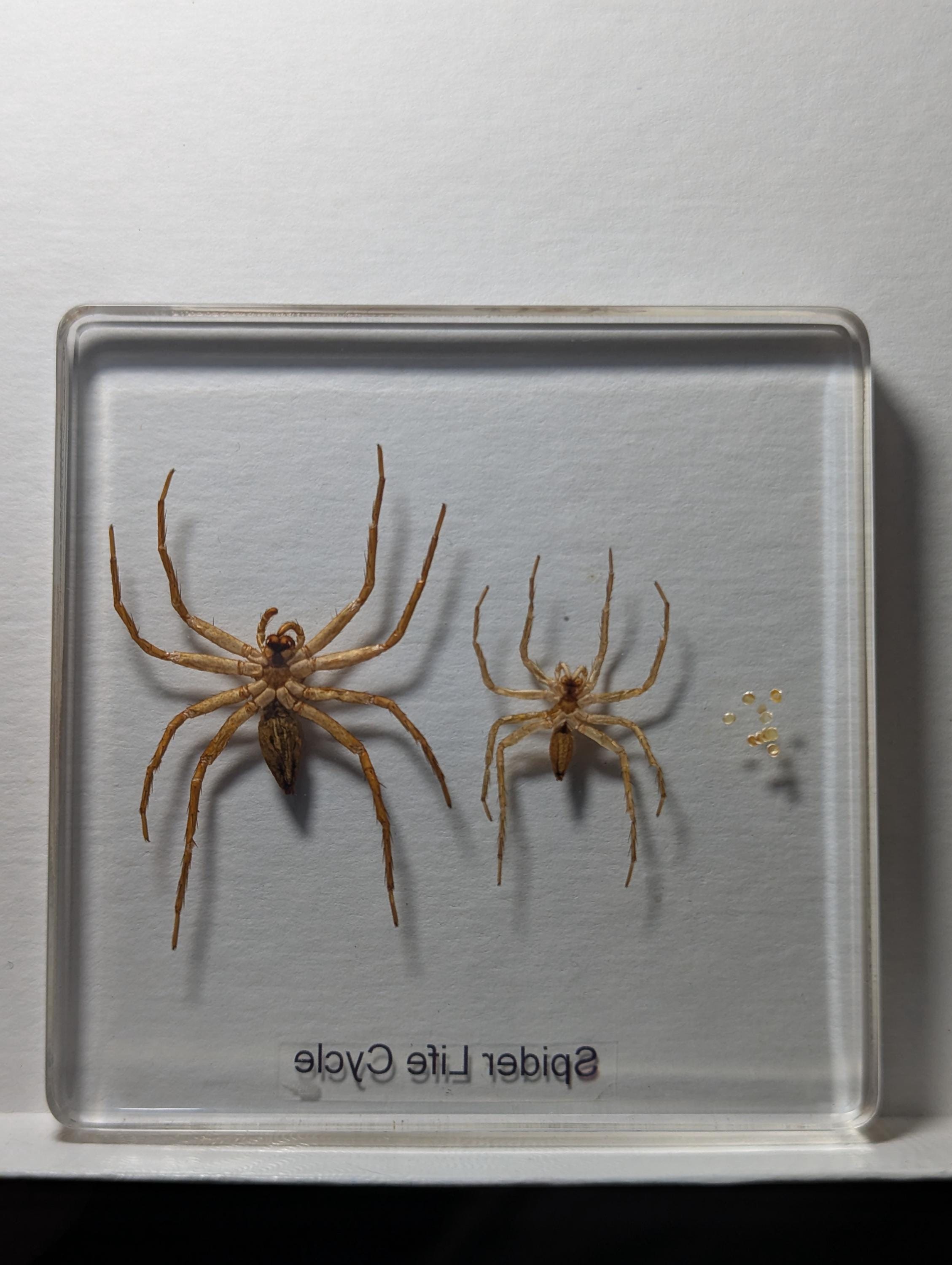 Lifecycle of a Spider, Preserved in Resin, Collectible Modern Day Fossil
