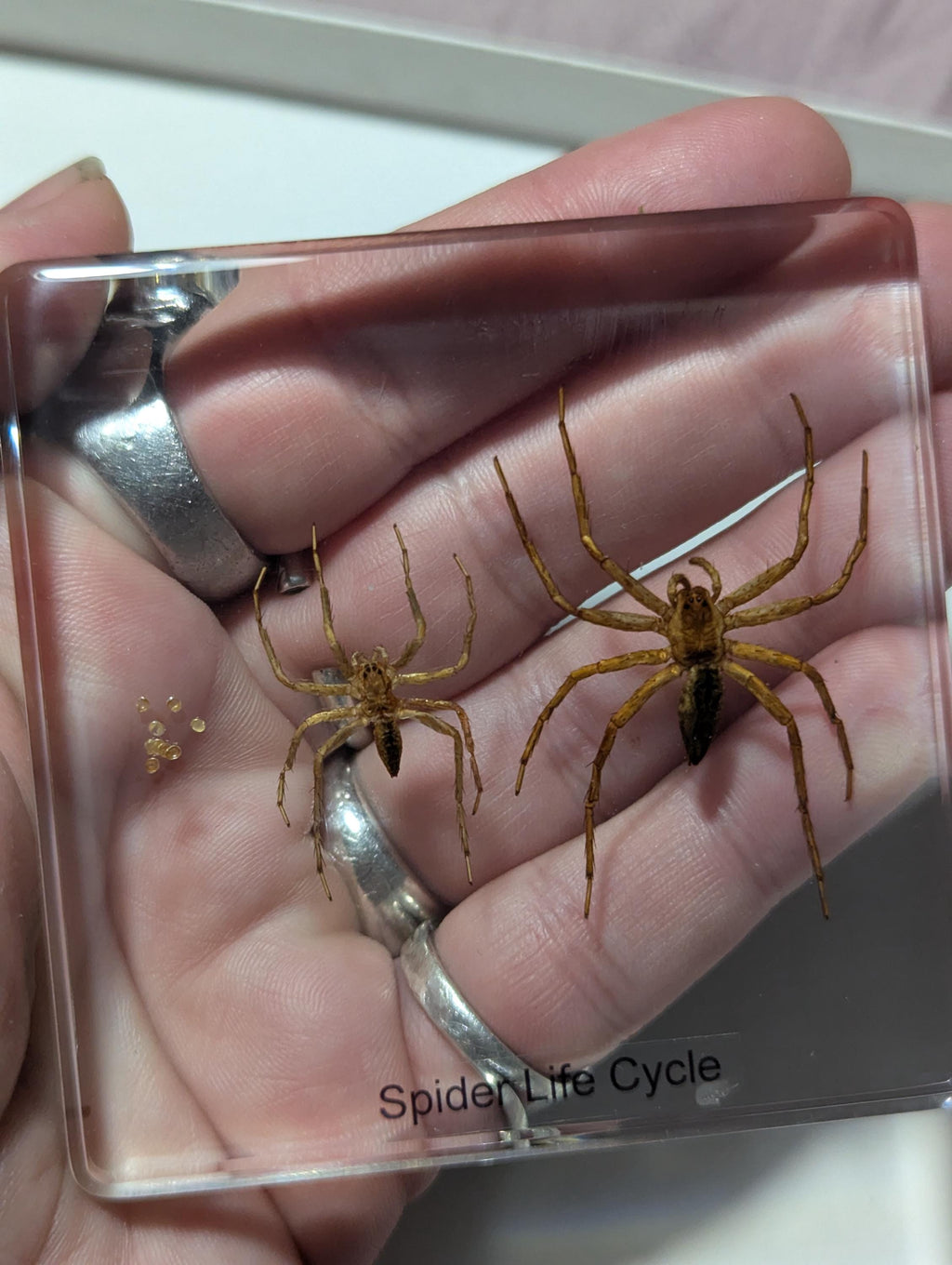 Lifecycle of a Spider, Preserved in Resin, Collectible Modern Day Fossil